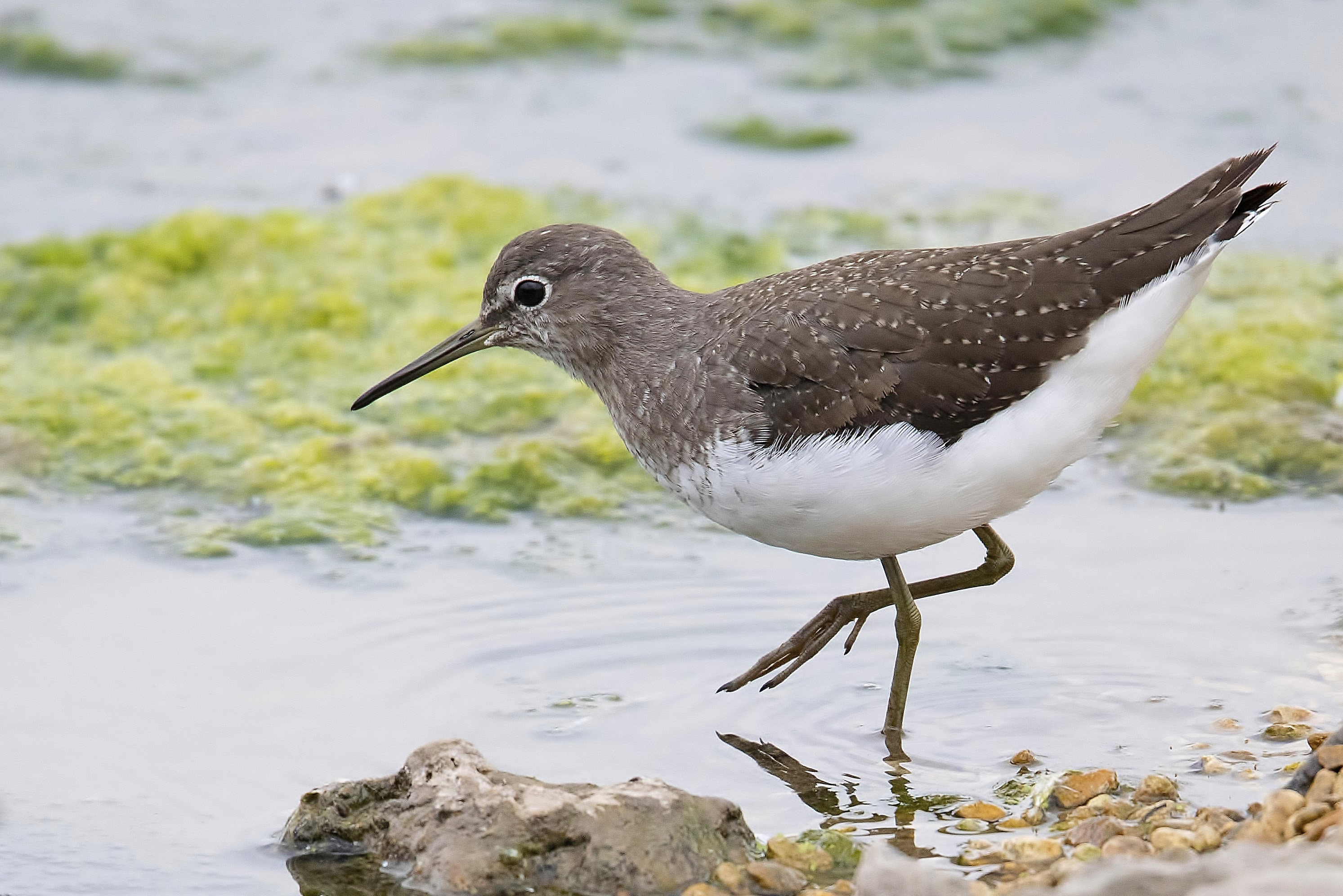 Details Green Sandpiper BirdGuides