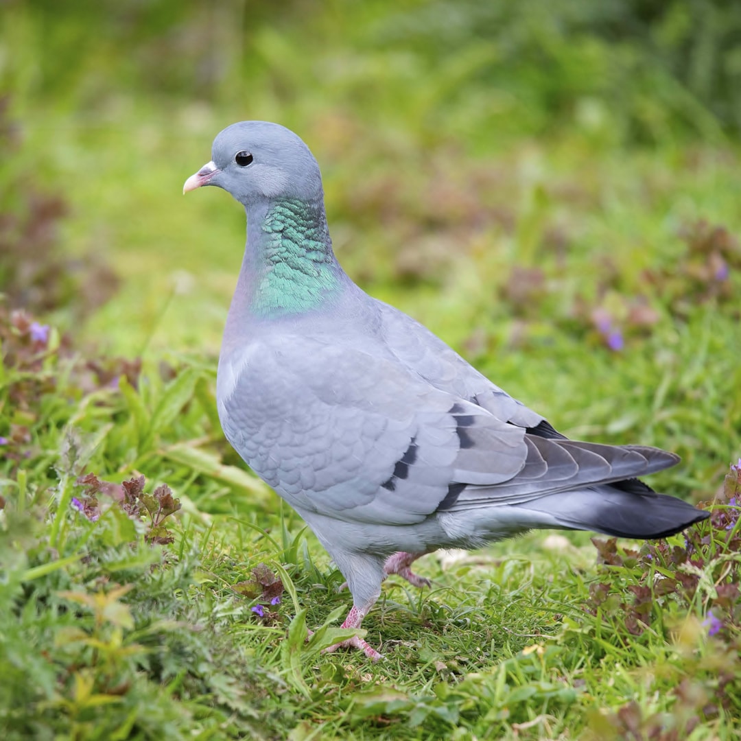 Stock Dove by Clive Daelman BirdGuides