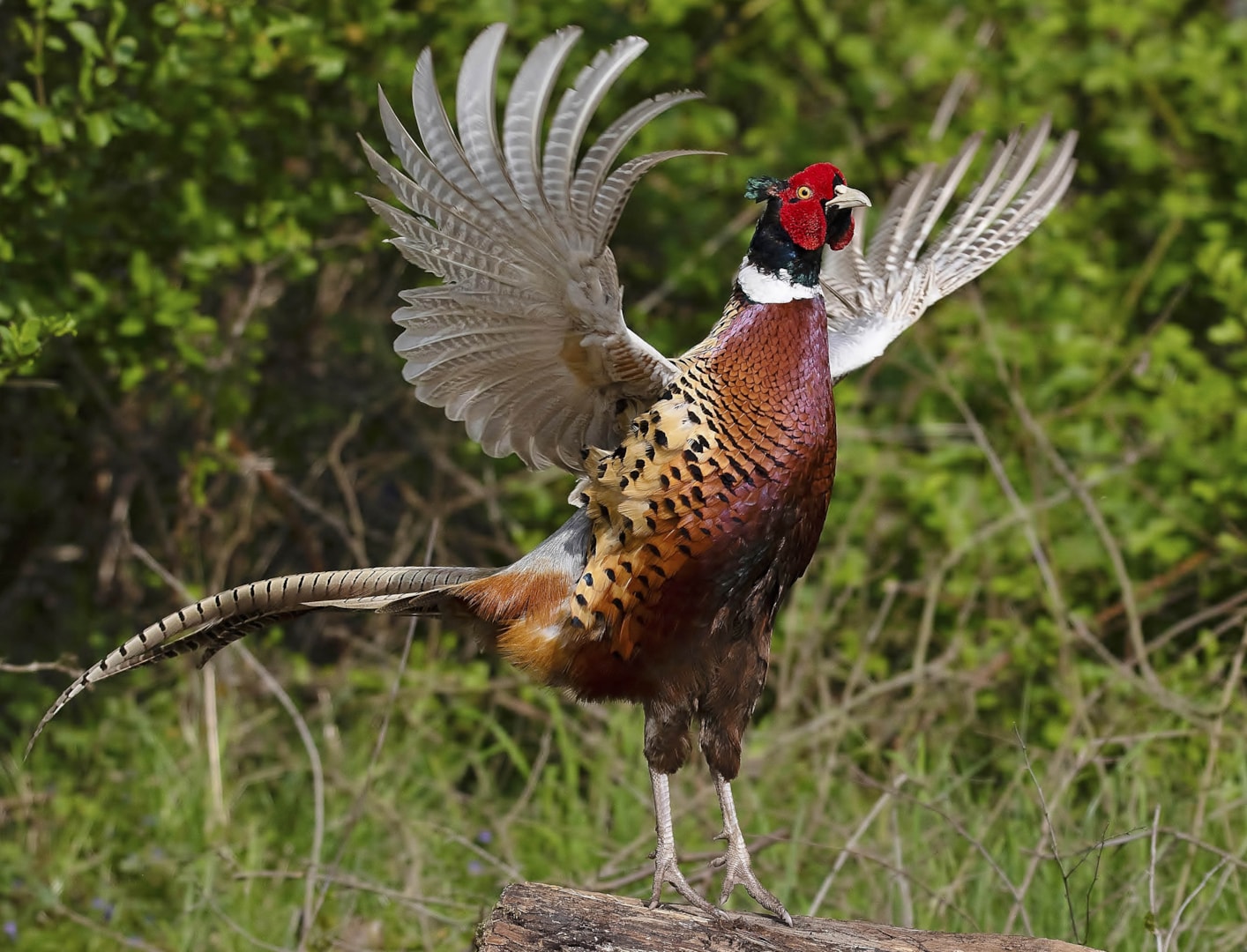 Common Pheasant by Clive Daelman BirdGuides