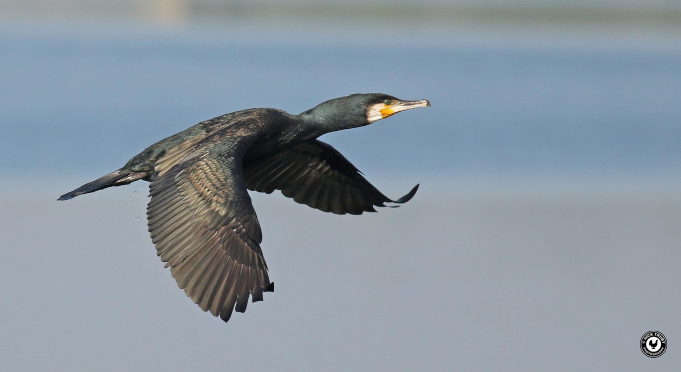 Great Cormorant by Nick Truby BirdGuides