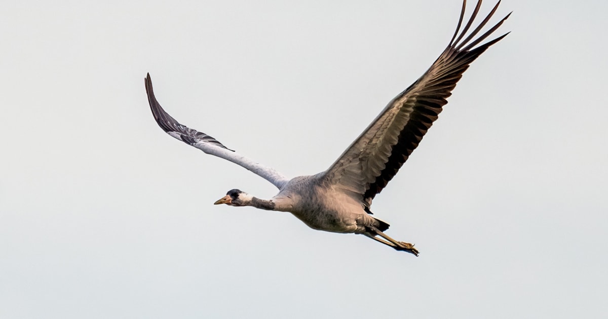 First Spanish crane census completed - Vimarsana News