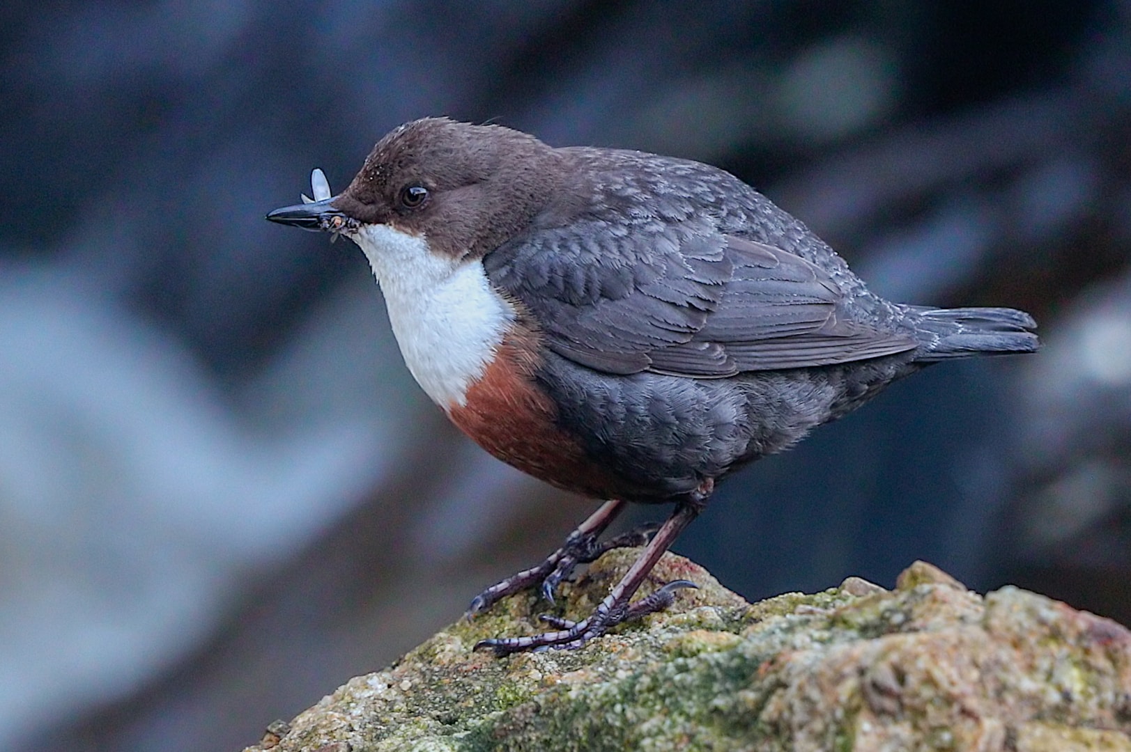Dipper by Peter Garrity BirdGuides