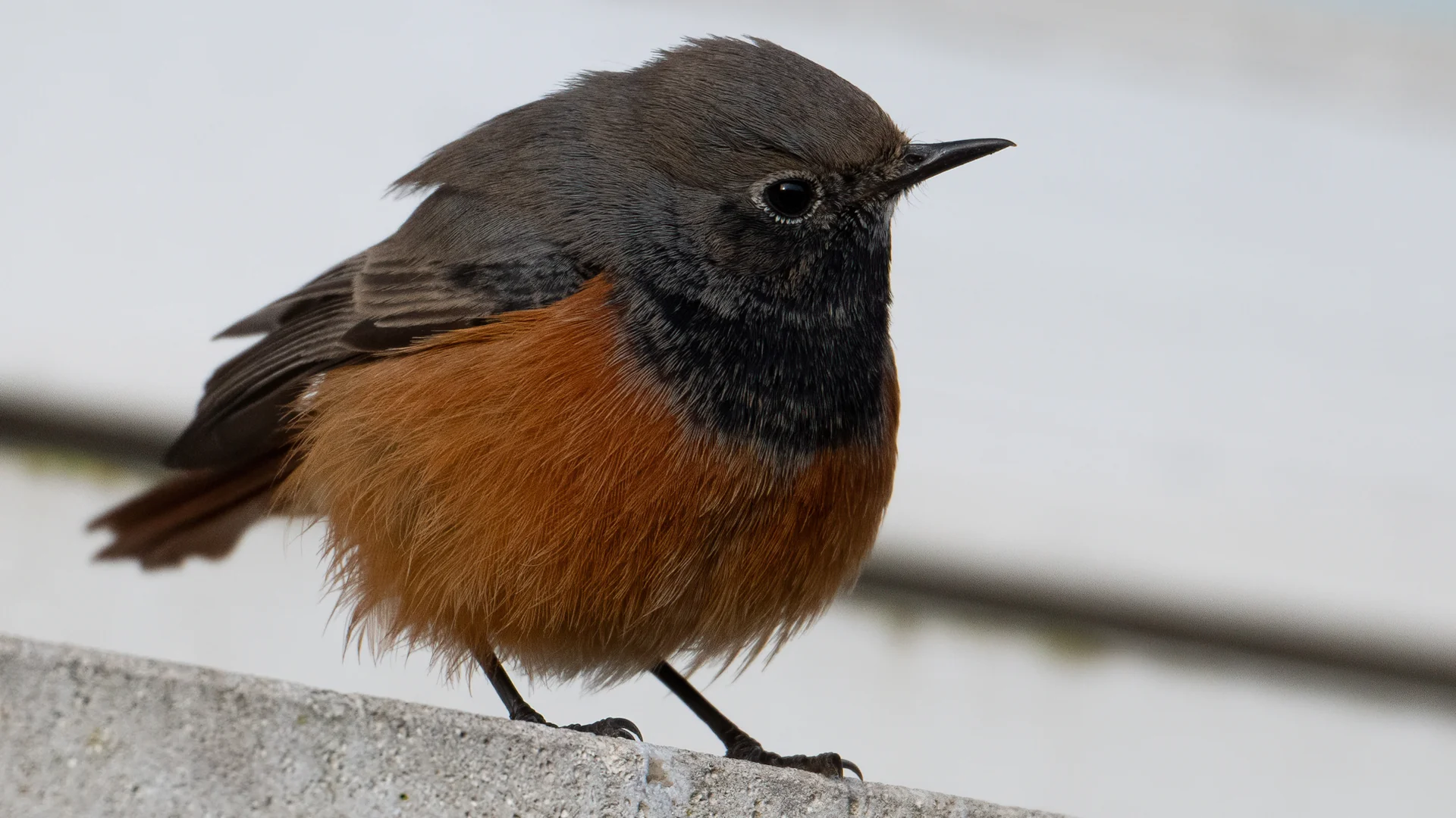 Eastern Redstart Eastern Black Redstart by Andy Thompson - BirdGuides