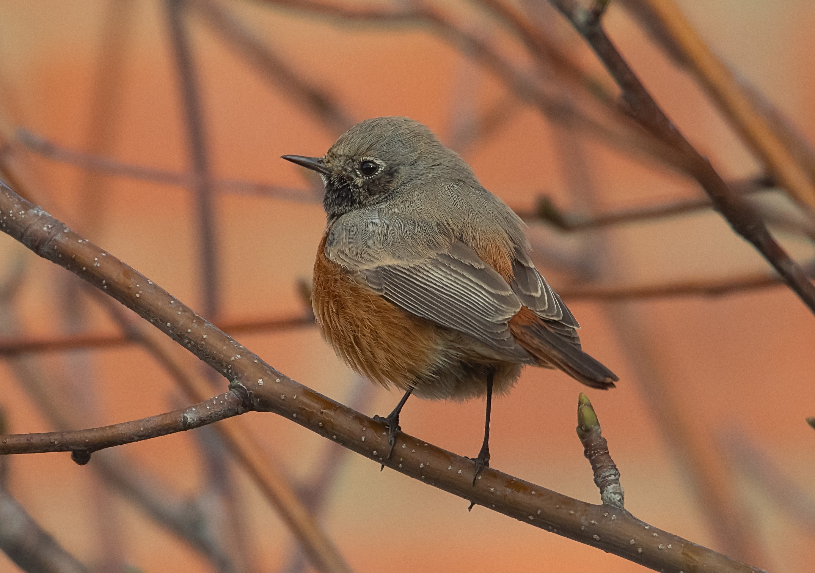 Eastern Black Redstart by Sean Gray - BirdGuides