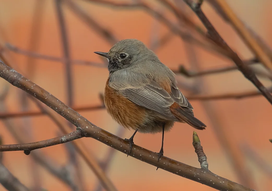Eastern Redstart Eastern Black Redstart by Sean Gray - BirdGuides