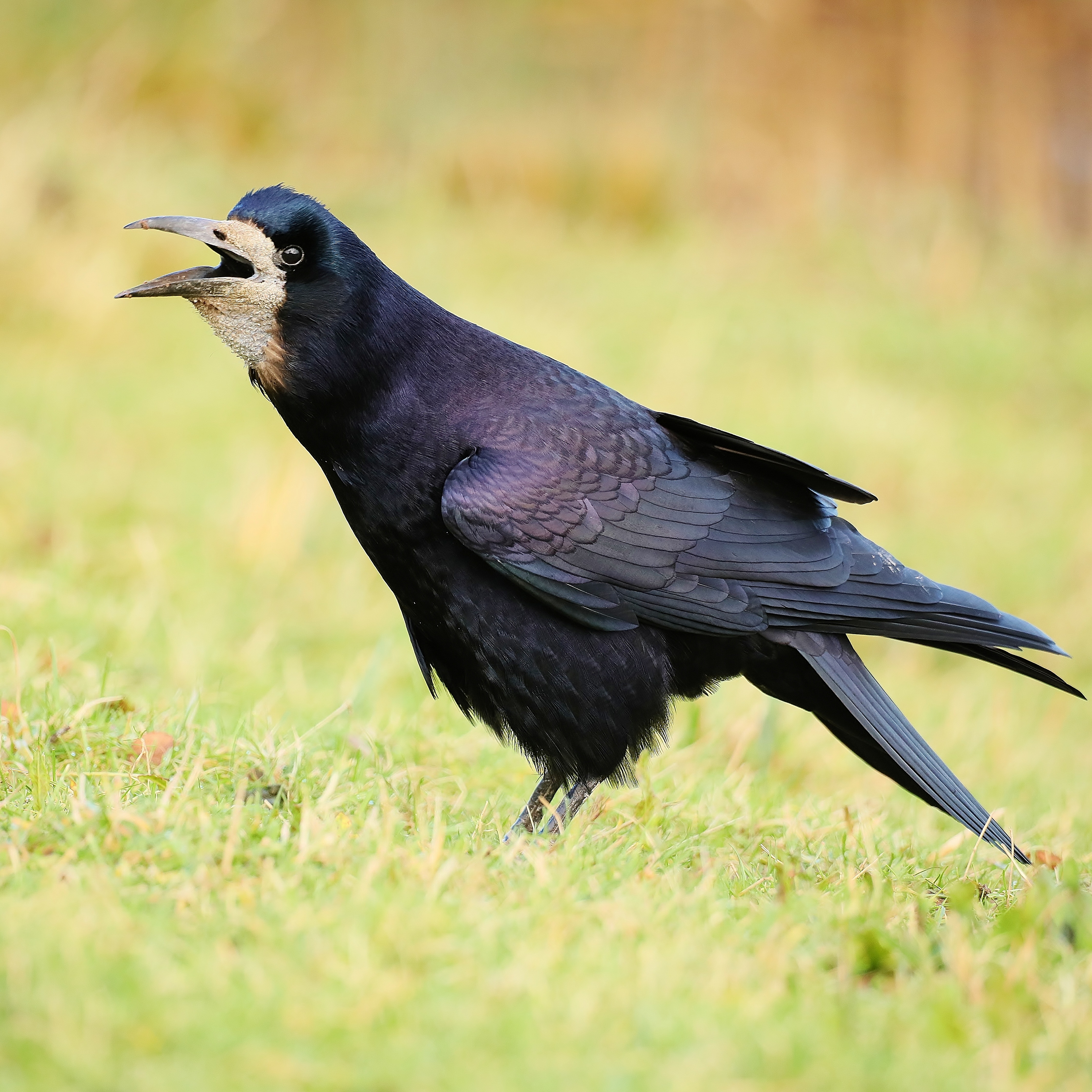 Rook by Clive Daelman - BirdGuides