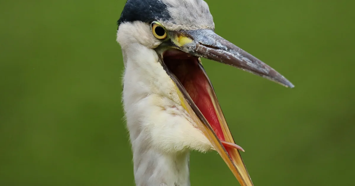 High microplastic levels in bird lungs point to widespread air ...