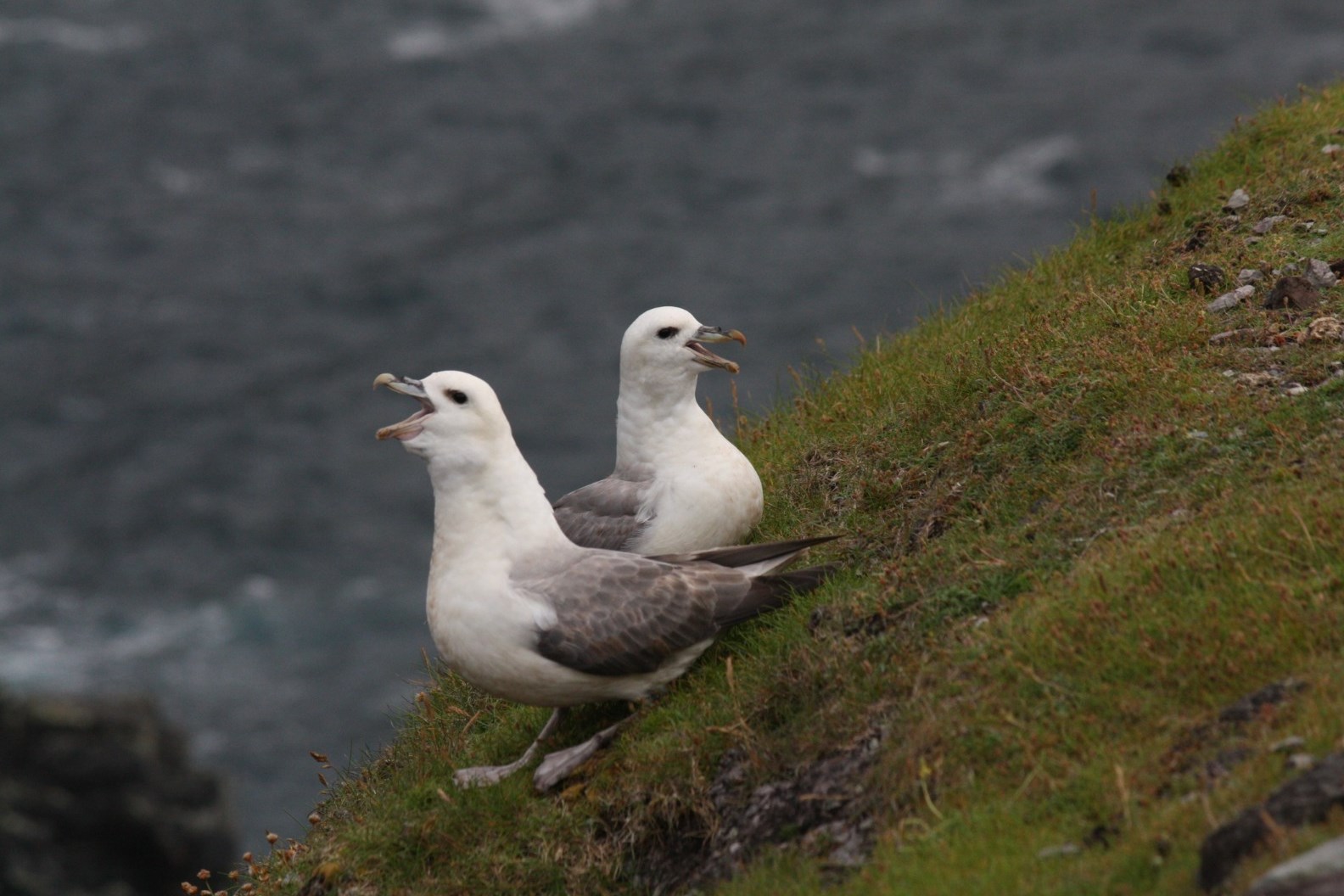 Photos/Videos from Jack Cakebread - BirdGuides