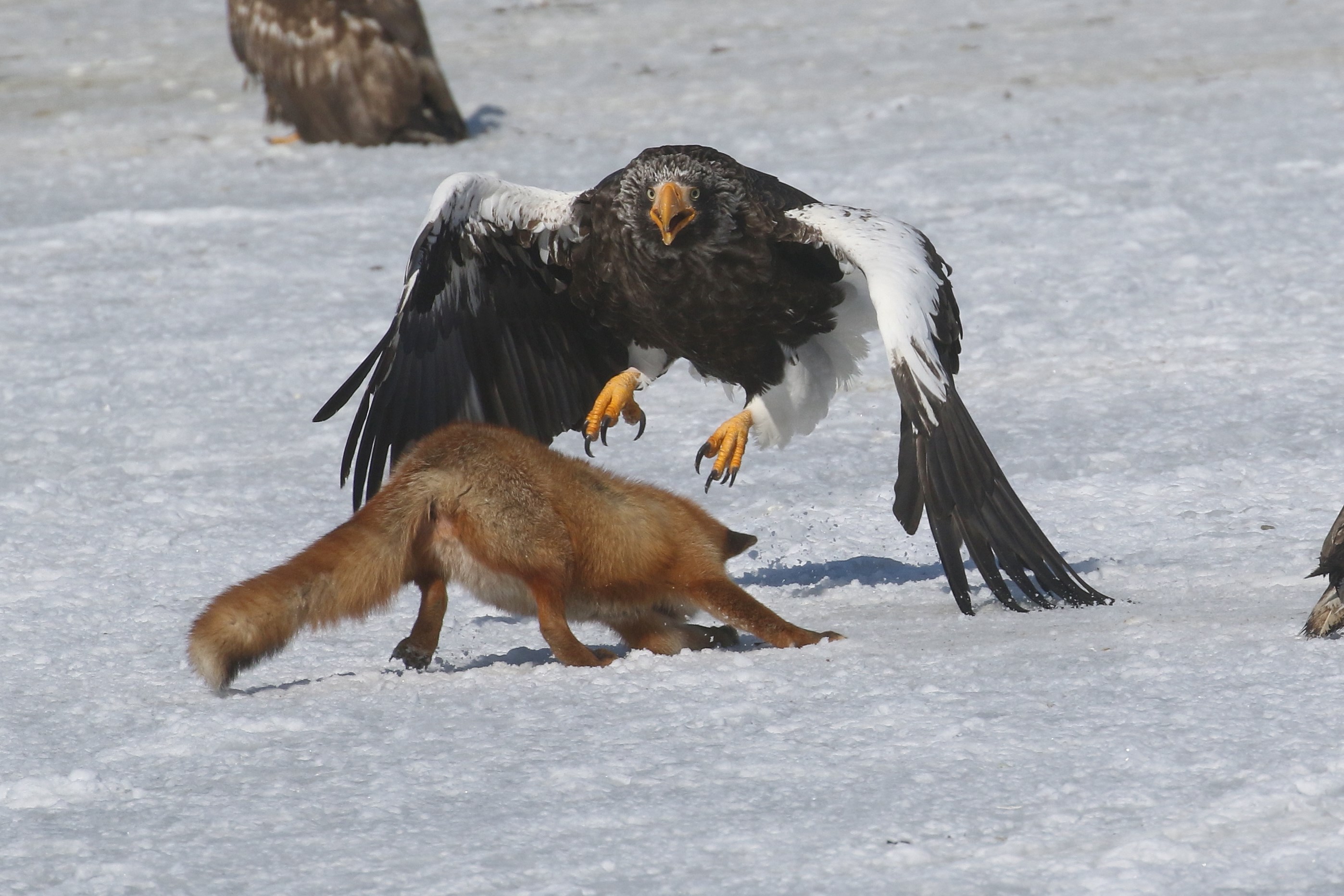 Stellers Sea Eagle Haliaeetus Pelagicus Birds Birdguides