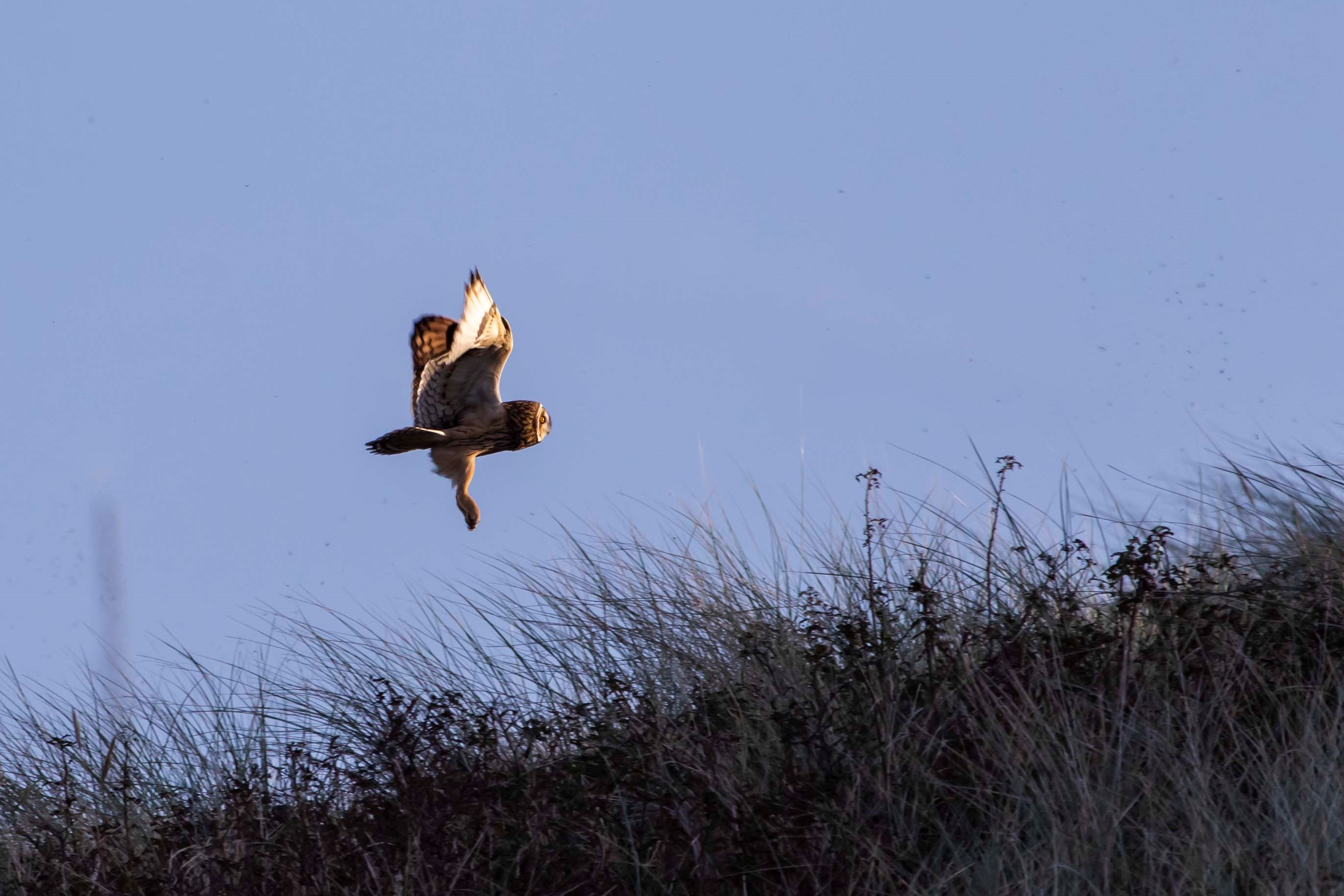 Long Nanny Birdwatching Site Birdguides