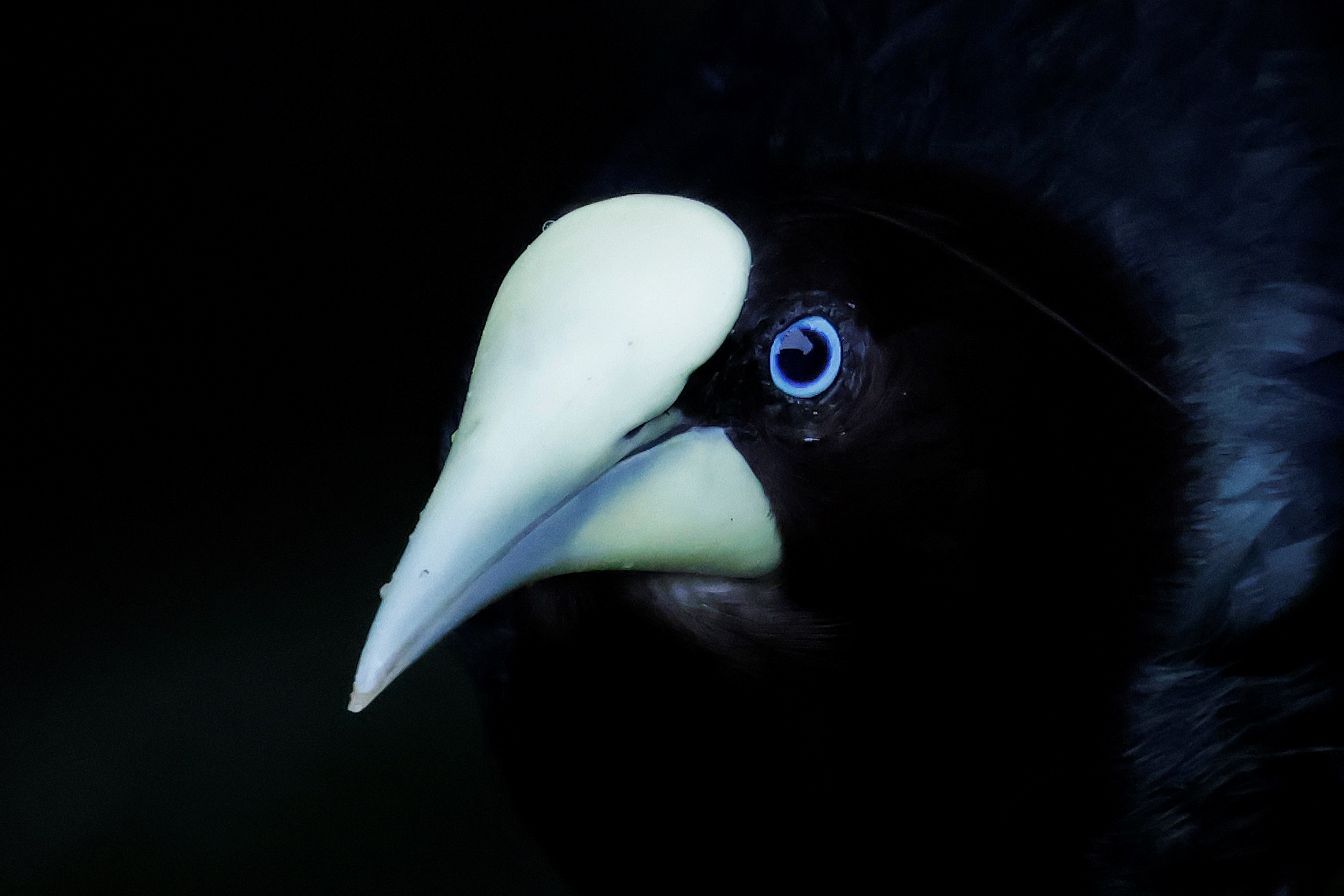 Photos/Videos from Chris Rose - BirdGuides