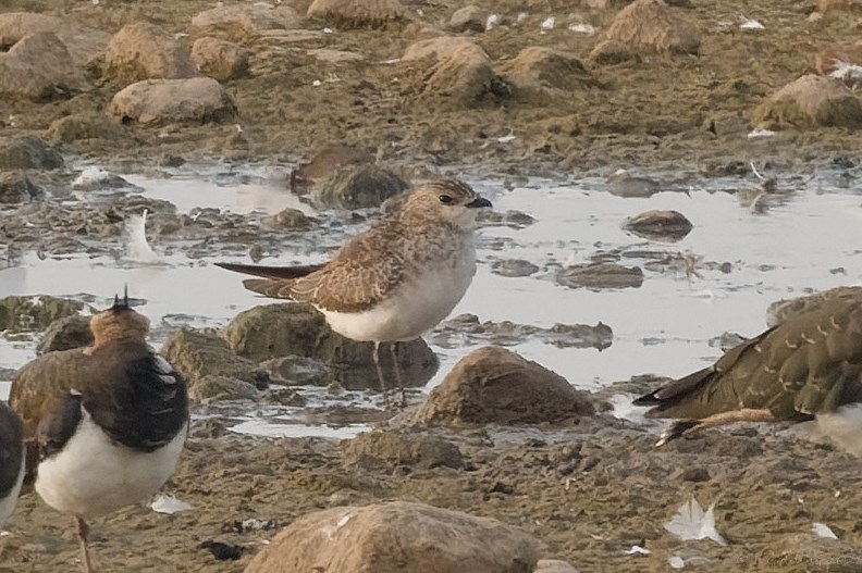 Where to Watch Birds in Northumberland: Top Scenic Spots Revealed
