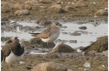 Where to Watch Birds in Northumberland: Top Scenic Spots Revealed