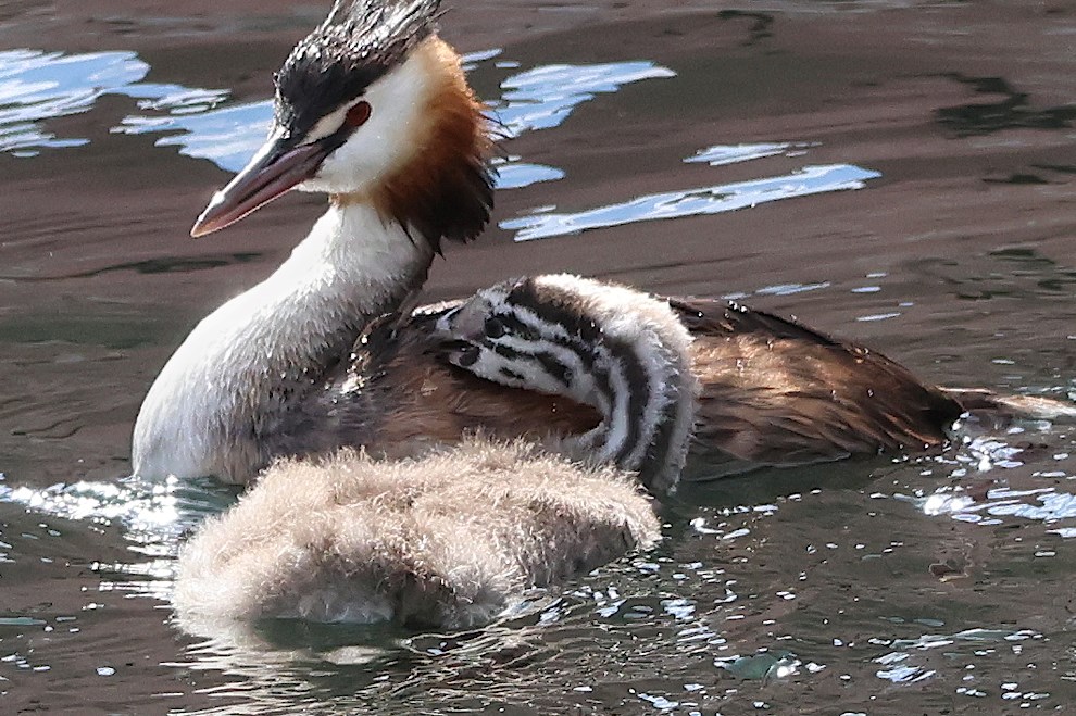 Where to Watch Birds Italy: Top Scenic Spots for Birding Adventures