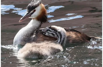 Where to Watch Birds Italy: Top Scenic Spots for Birding Adventures