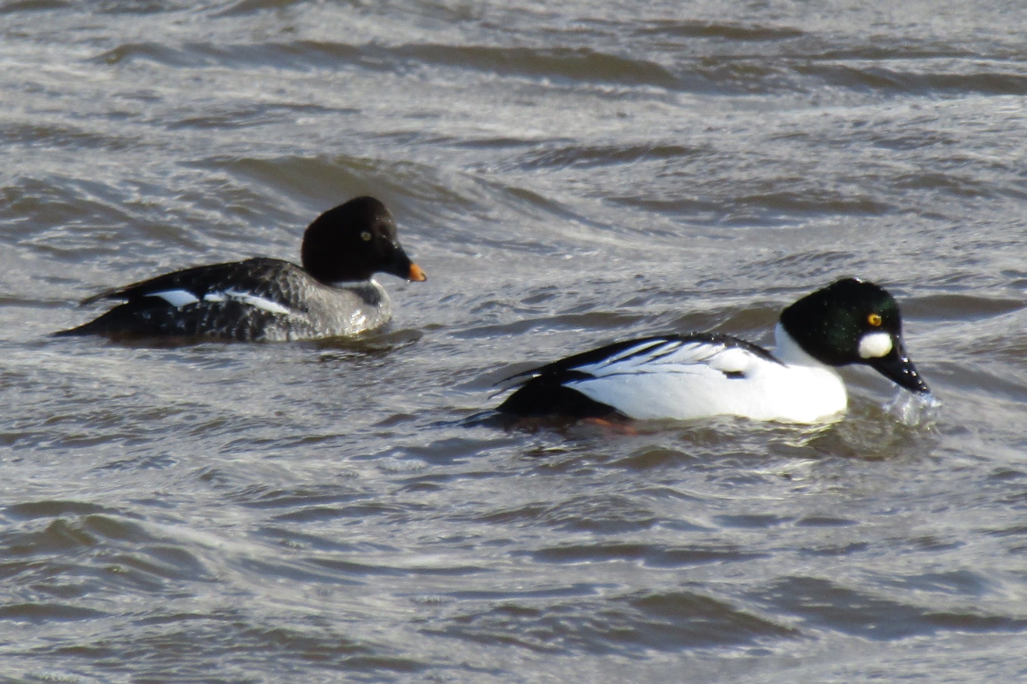 Saltholme Rspb Birdwatching Site Birdguides