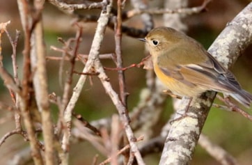 Red-flanked bluetail, Red-flanked bluetail (Tarsiger cyanur…