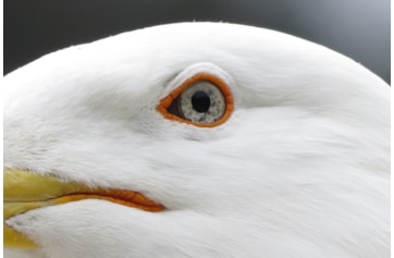 Birdwatching Sites in Lazio - BirdGuides