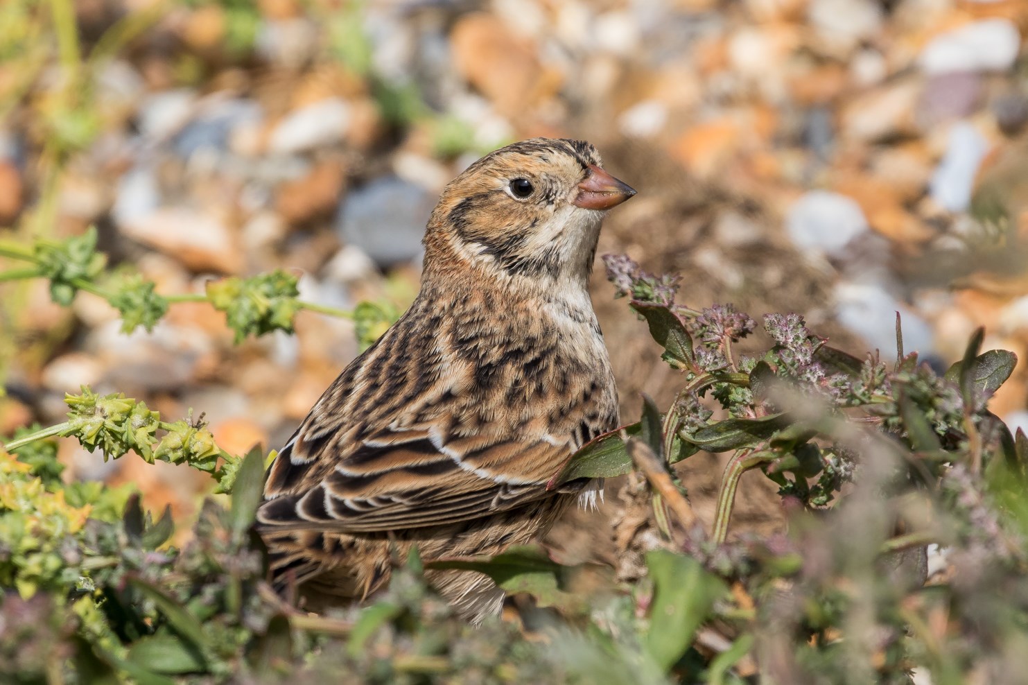 Blakeney Point Birdwatching Site Birdguides
