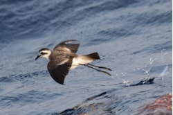 White-faced Storm Petrel (Dave Grant).