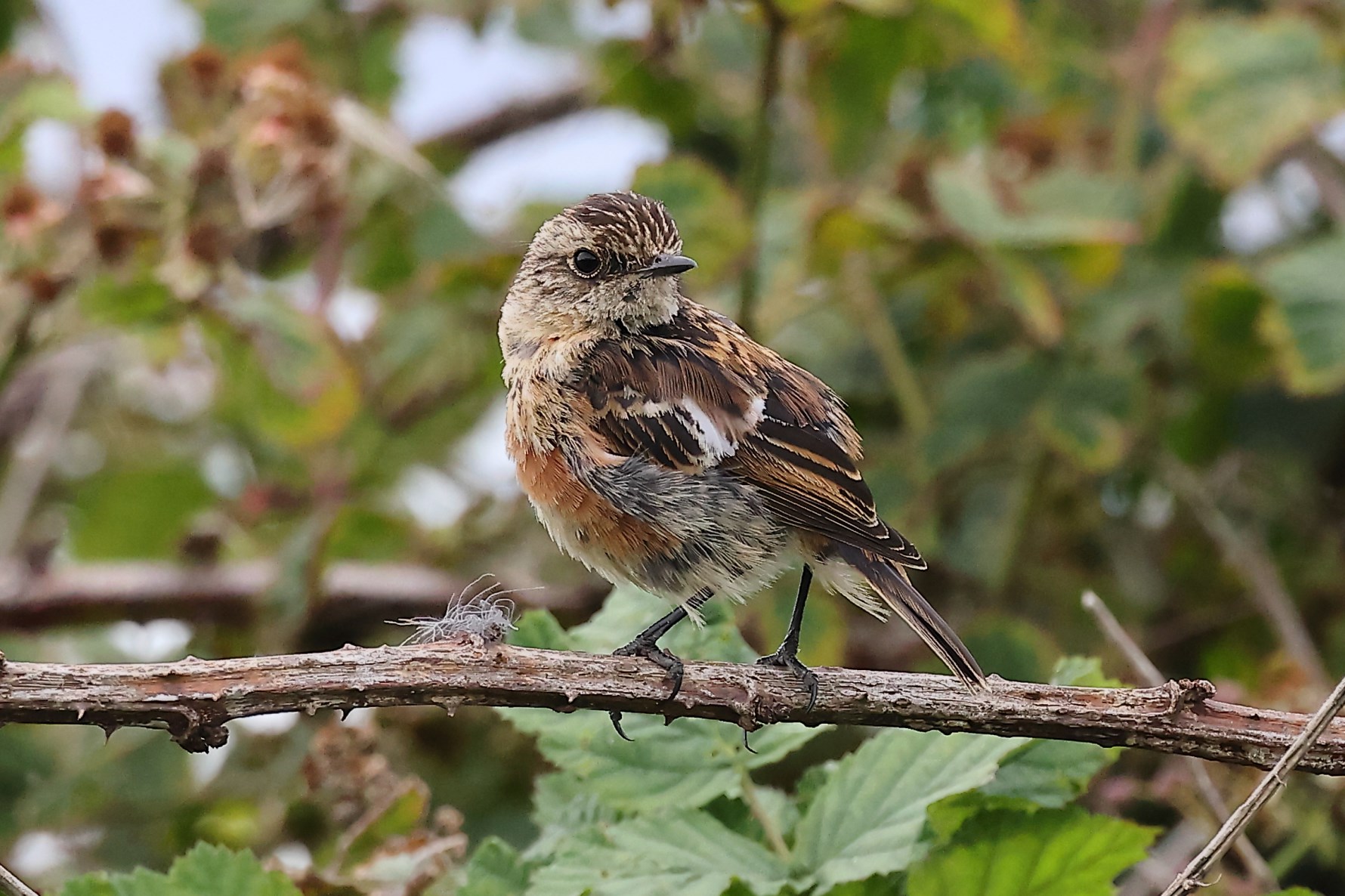 Where to Watch Birds in Northumberland: Top Scenic Spots Revealed