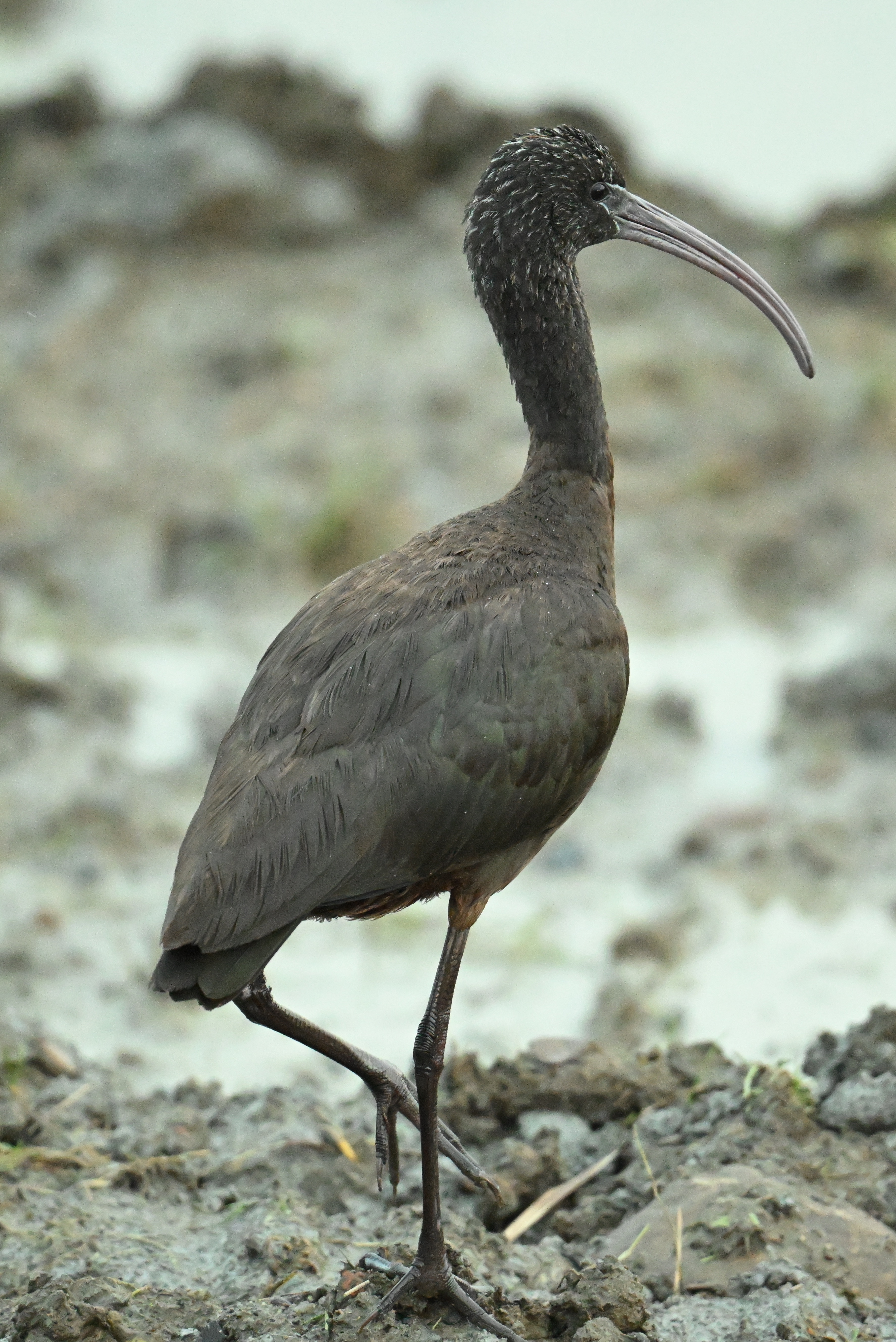 Glossy Ibis by Roger Hackney - BirdGuides