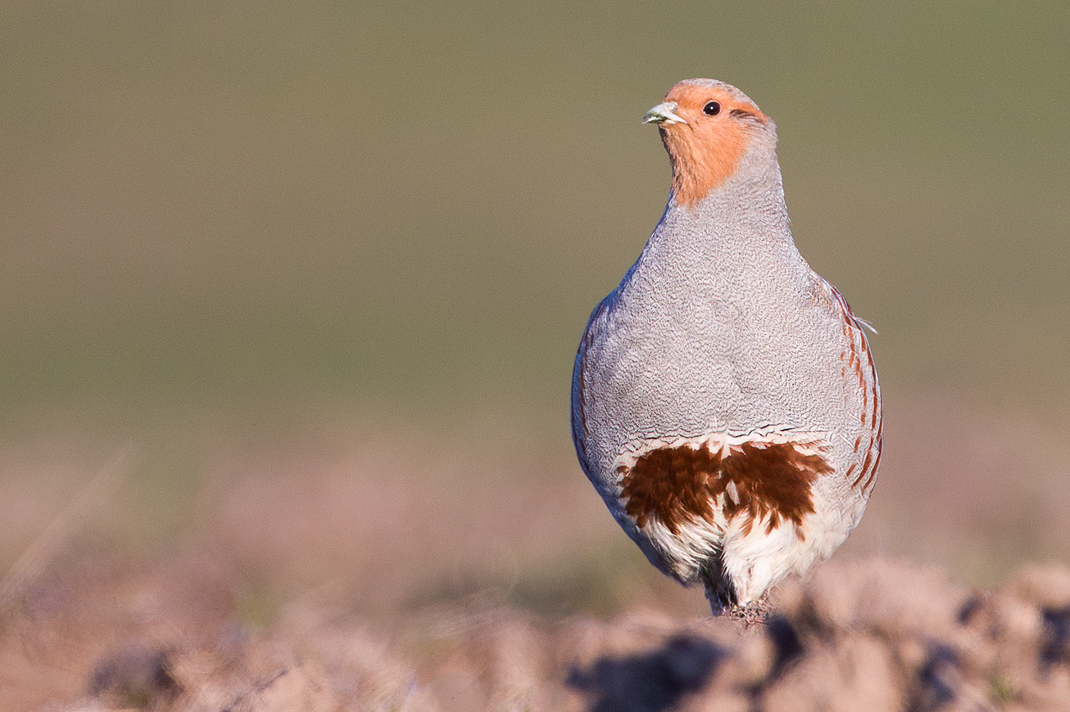 Fallow land promotes bird biodiversity, German study shows 2