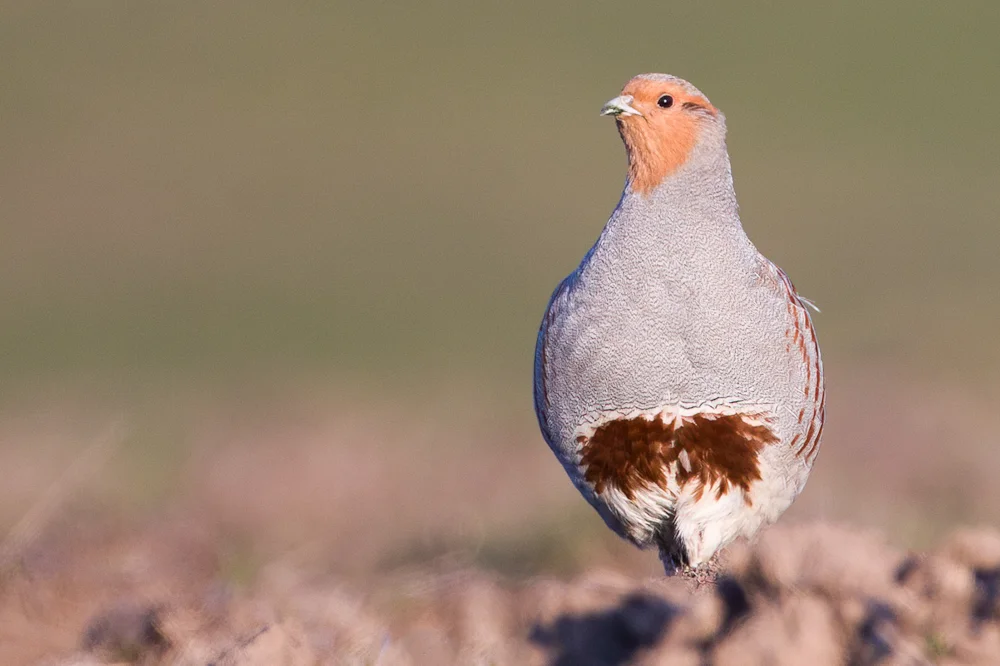 Fallow land promotes bird biodiversity, German study shows 2 Fallow land promotes bird biodiversity, German study shows 2
