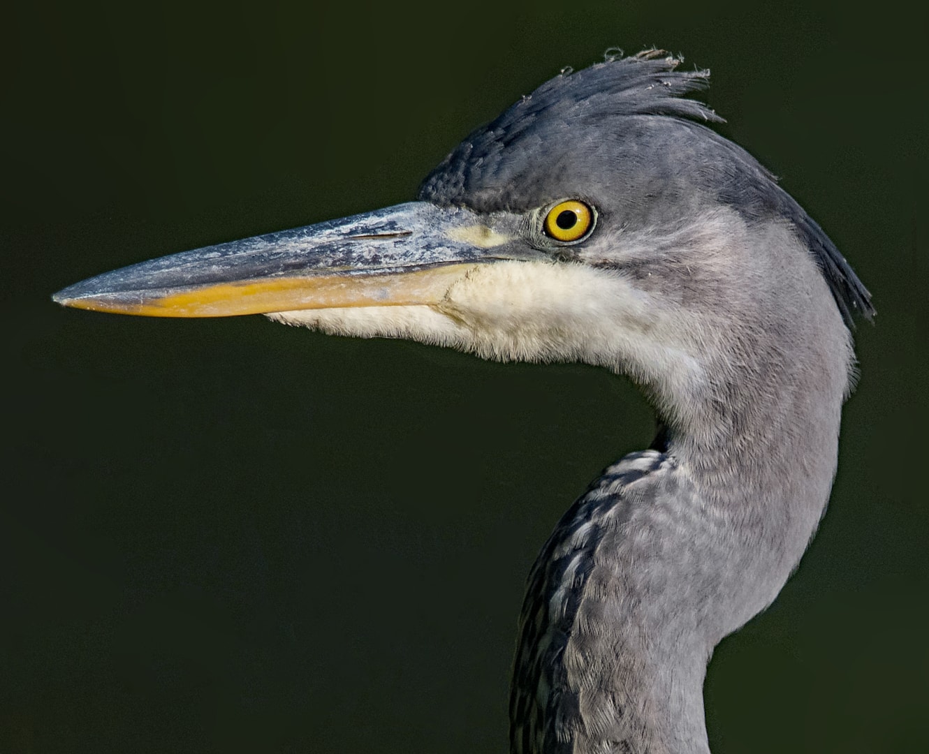 Grey Heron by Martyn Jones BirdGuides