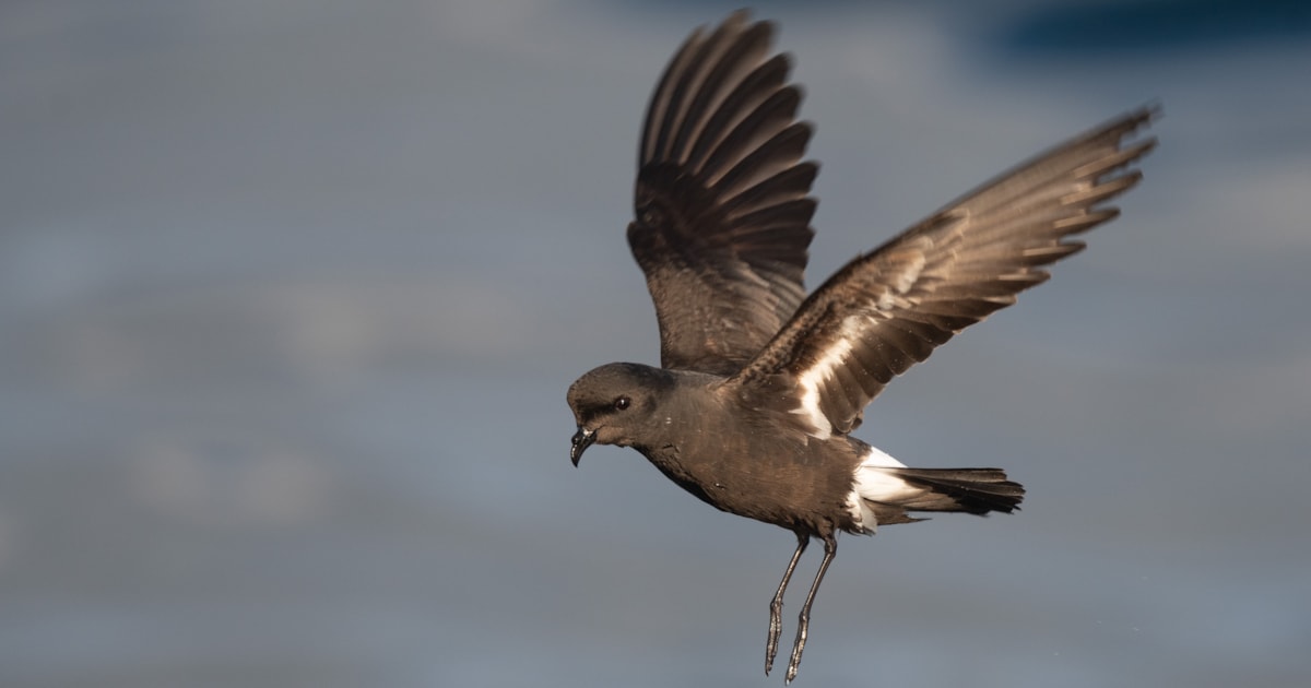 European Storm Petrel confirmed as breeding on Isle of May - Vimarsana News