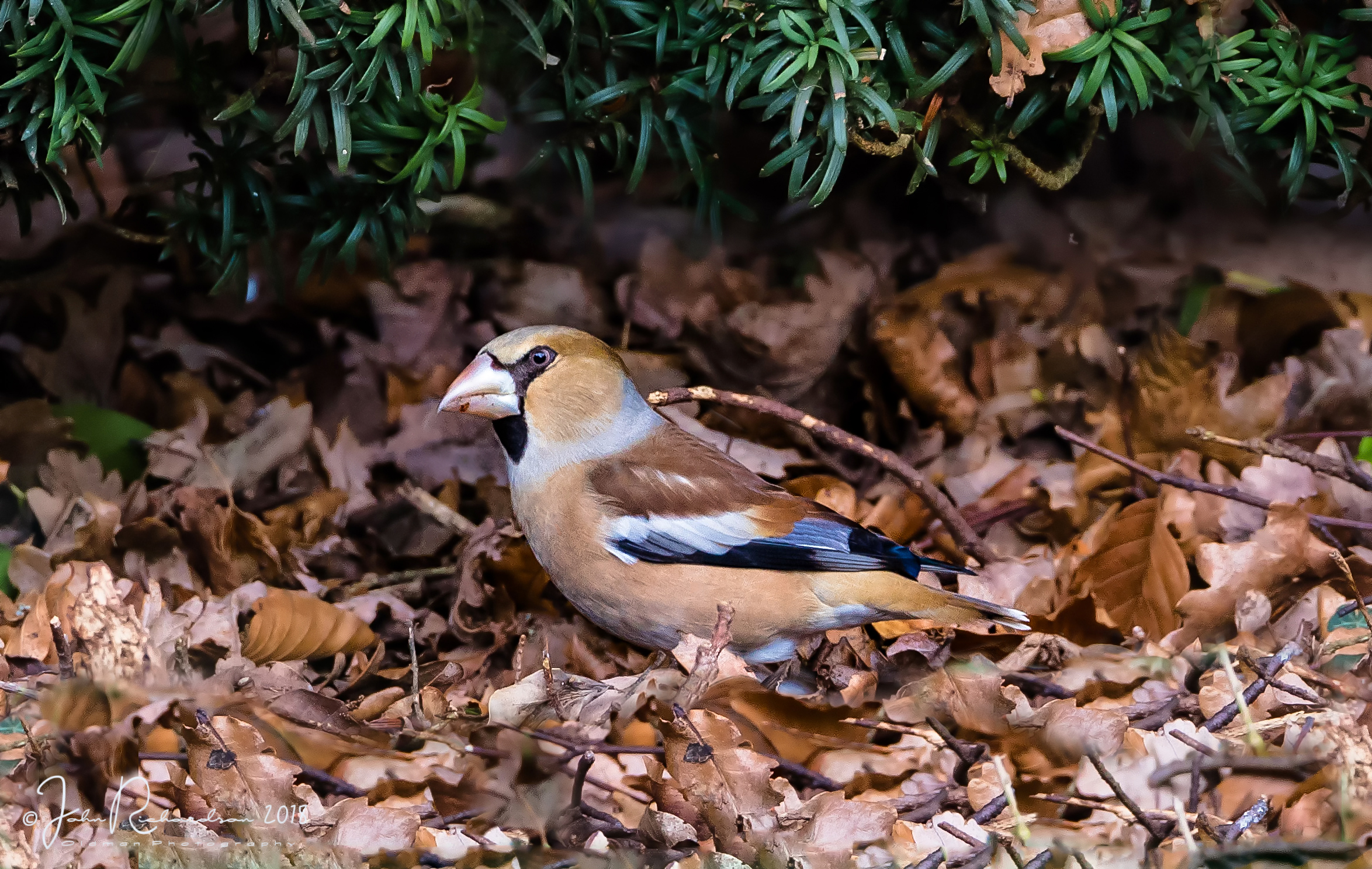 Wrentham Birdwatching Site Birdguides