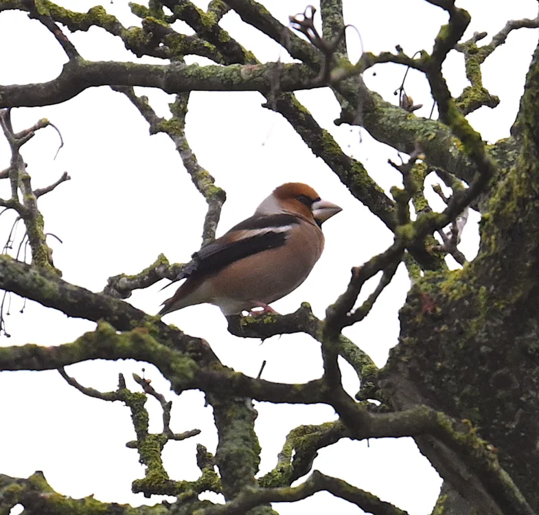 Hawfinch Rspb Hawfinch by Roger Hackney - BirdGuides