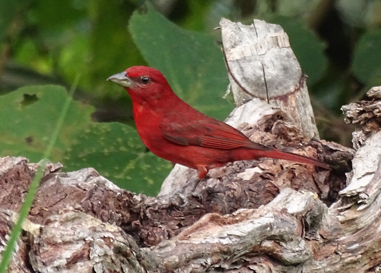 Hepatic Tanager by David Ferguson BirdGuides