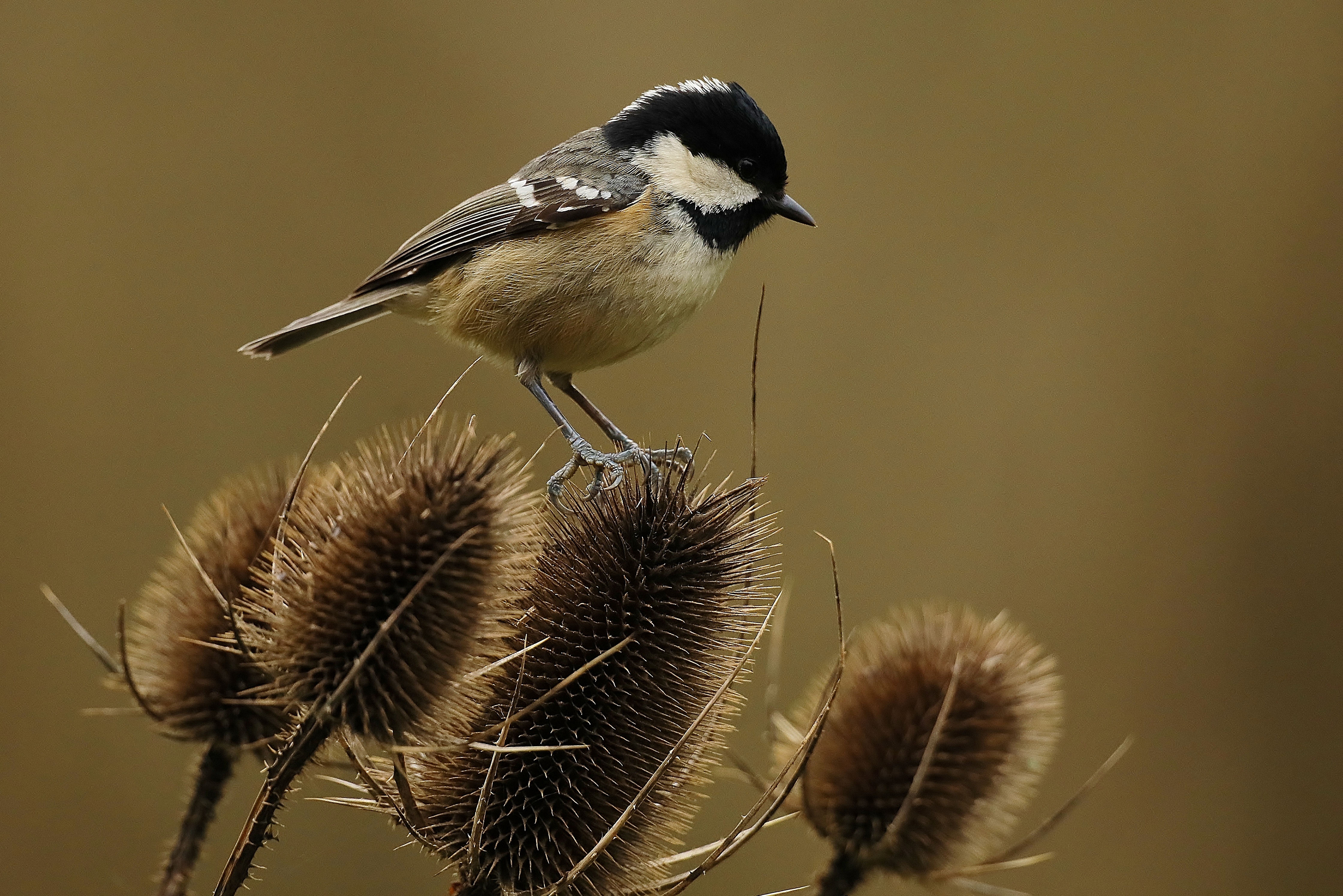 Coal Tit by Clive Daelman - BirdGuides