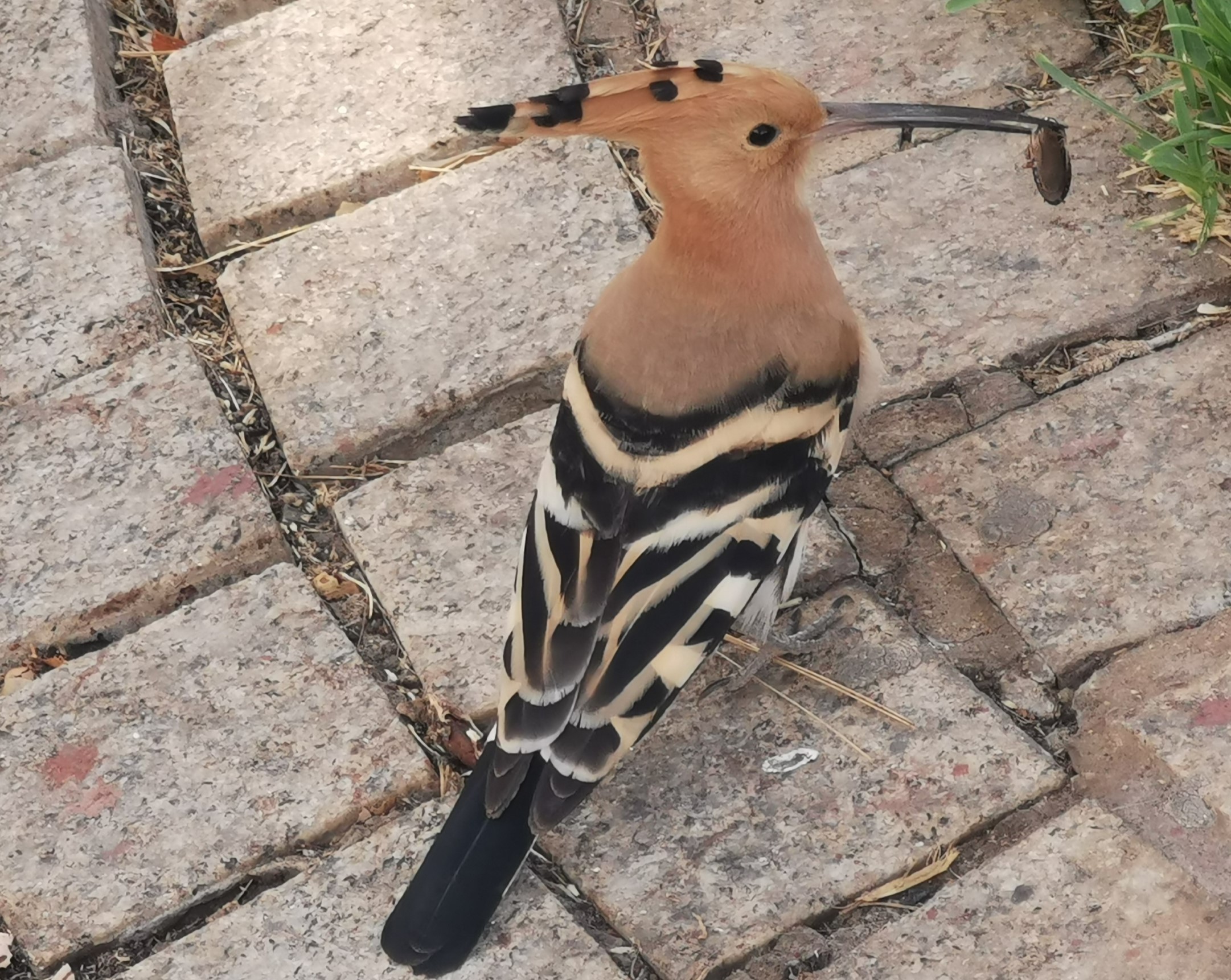Birdwatching Sites in Tenerife BirdGuides