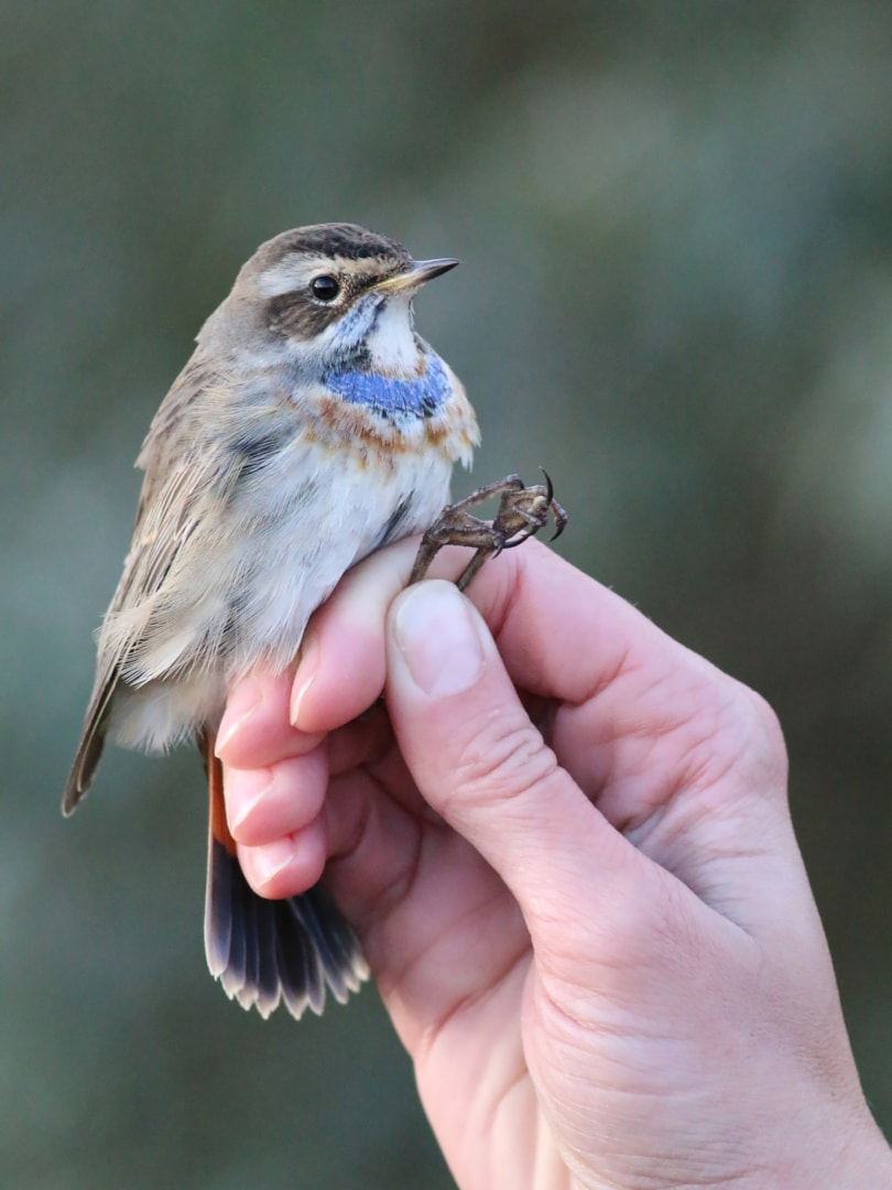 Bluethroat by Daniel Branch - BirdGuides