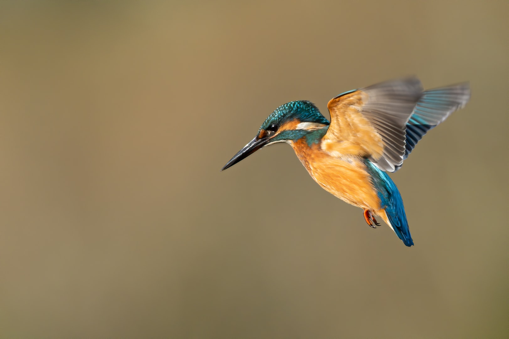 Common Kingfisher by Robin Elliott BirdGuides