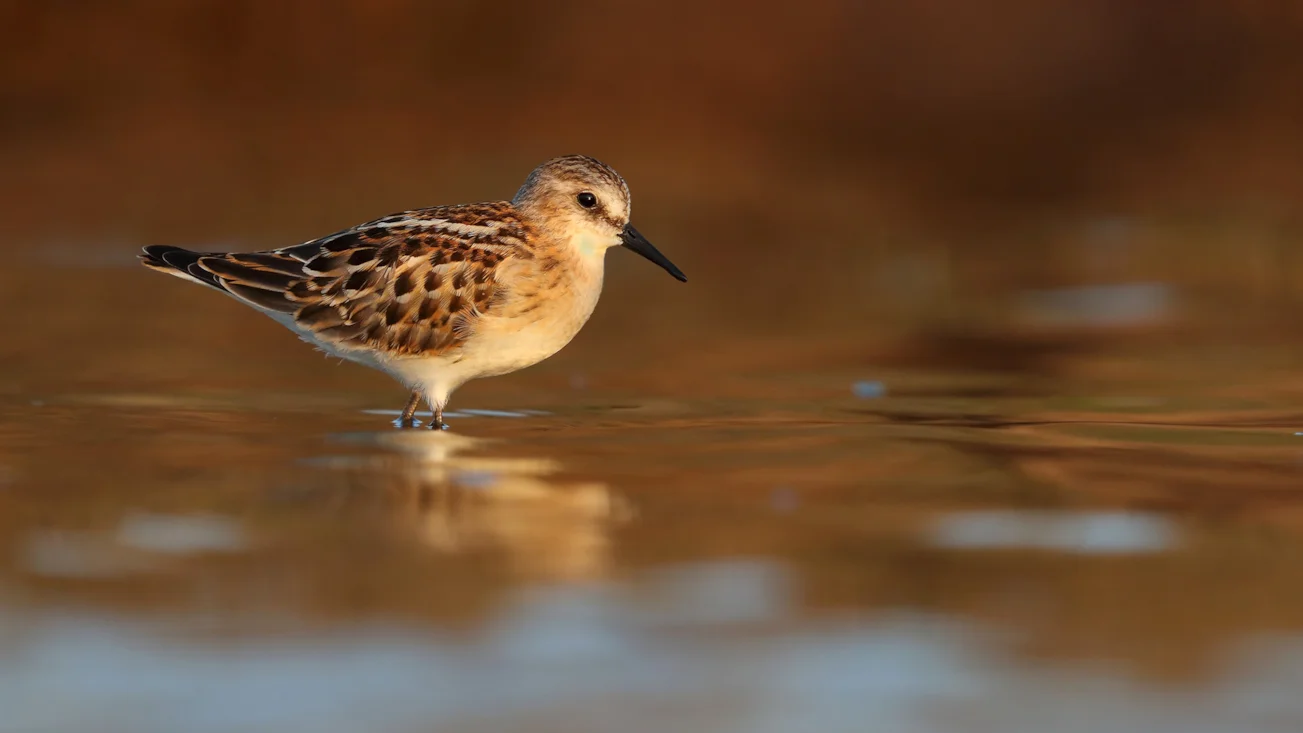 Little Stint by Kit Day - BirdGuides