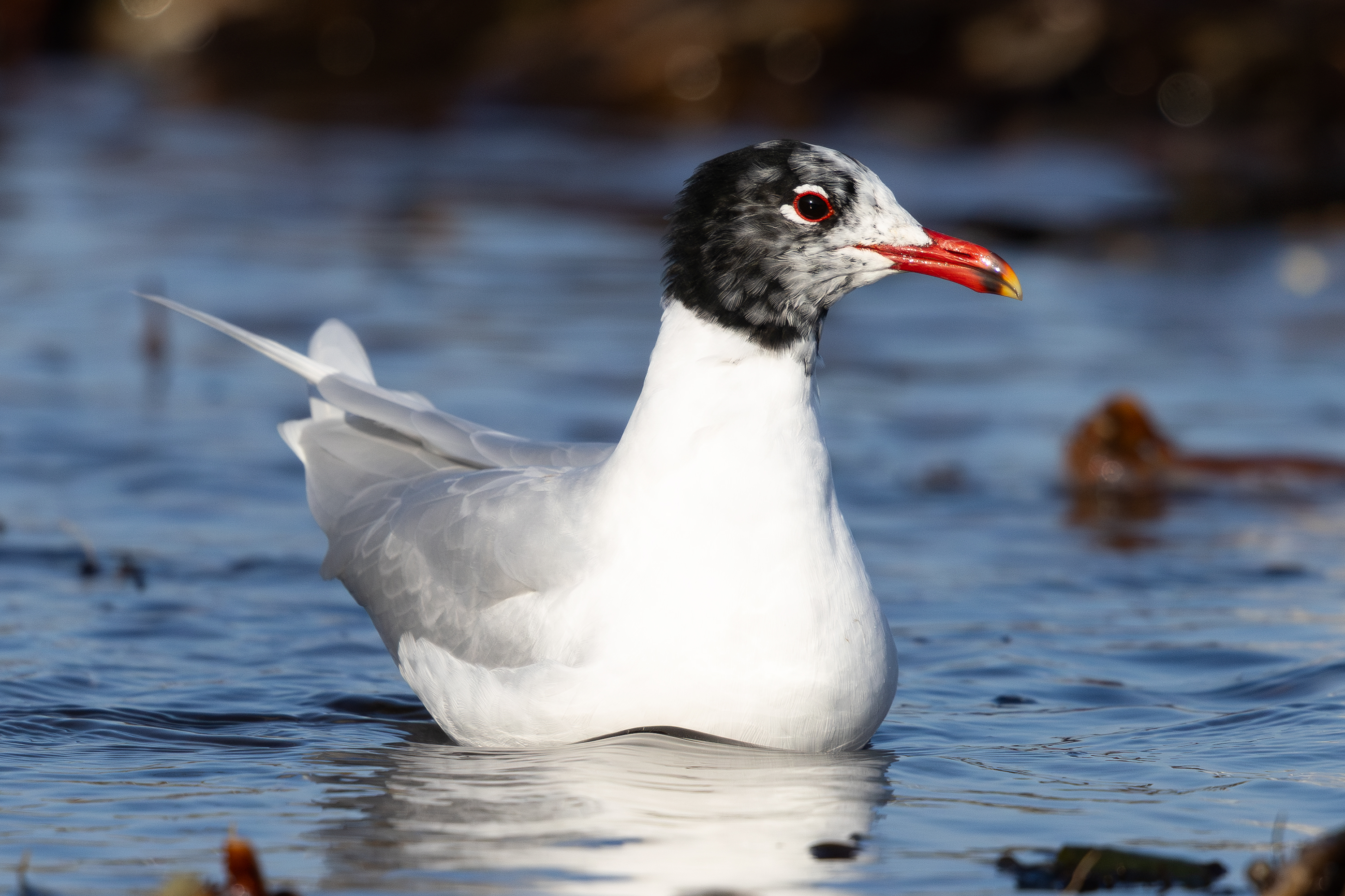 Mediterranean Gull by Gary Woodburn - BirdGuides