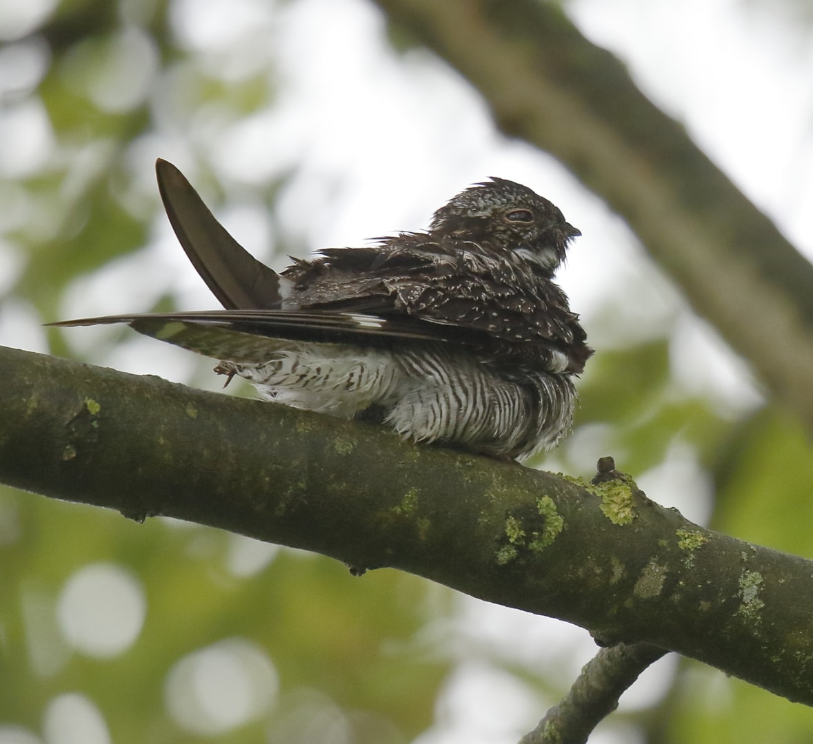 Common Nighthawk by Mark Rayment - BirdGuides