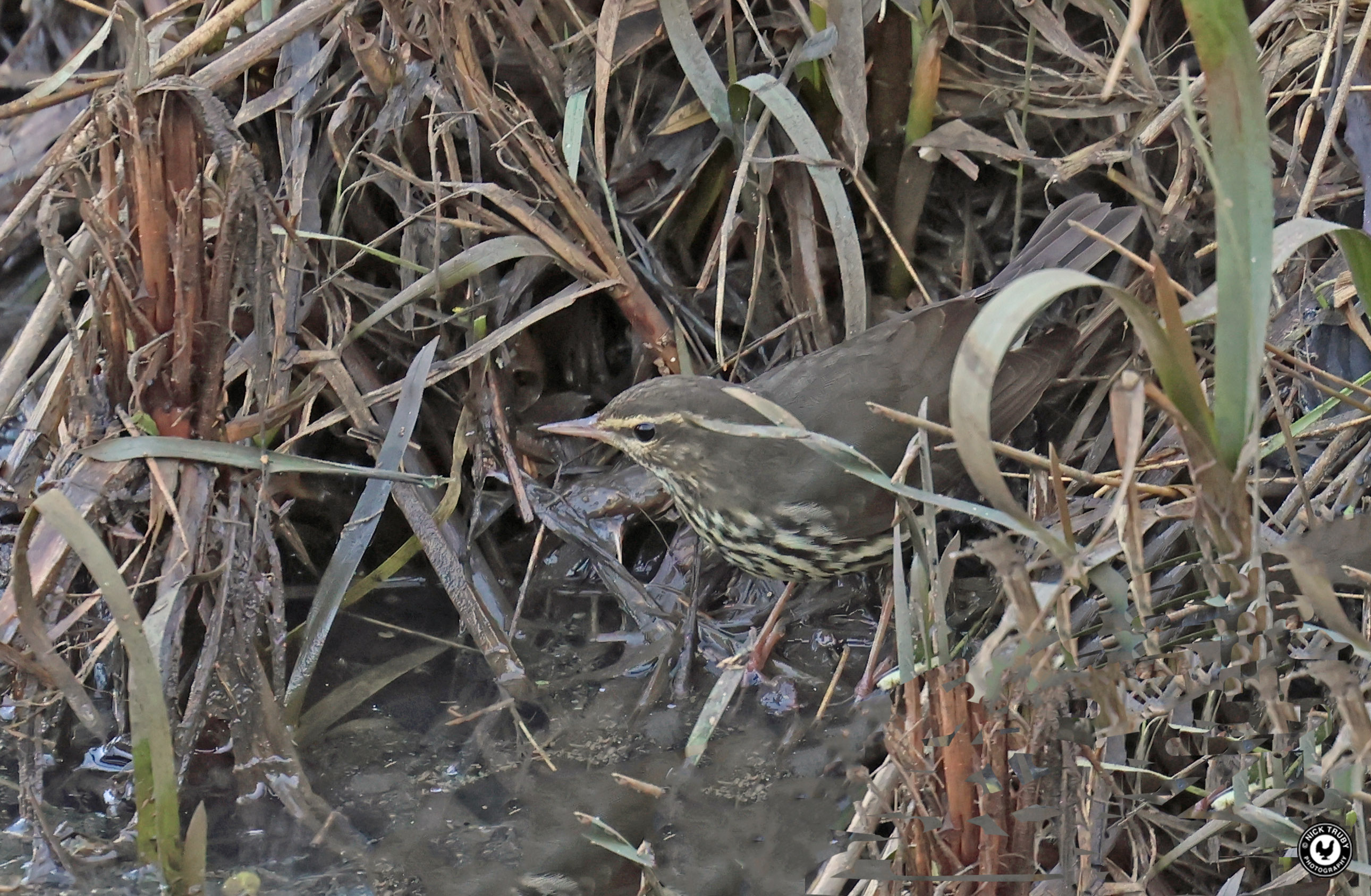 Northern Waterthrush by Nick Truby - BirdGuides