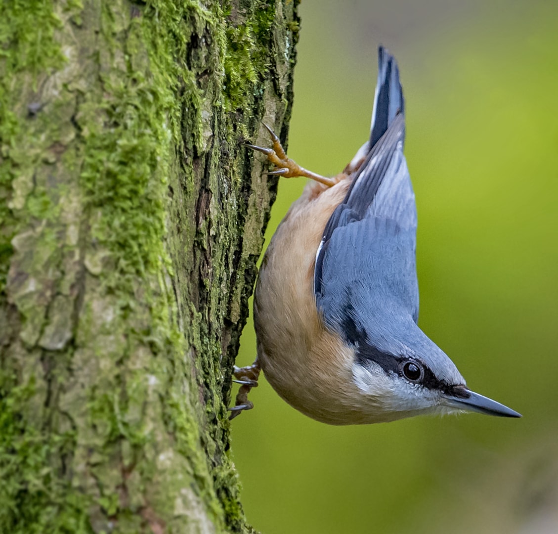 Eurasian Nuthatch by Martyn Jones BirdGuides