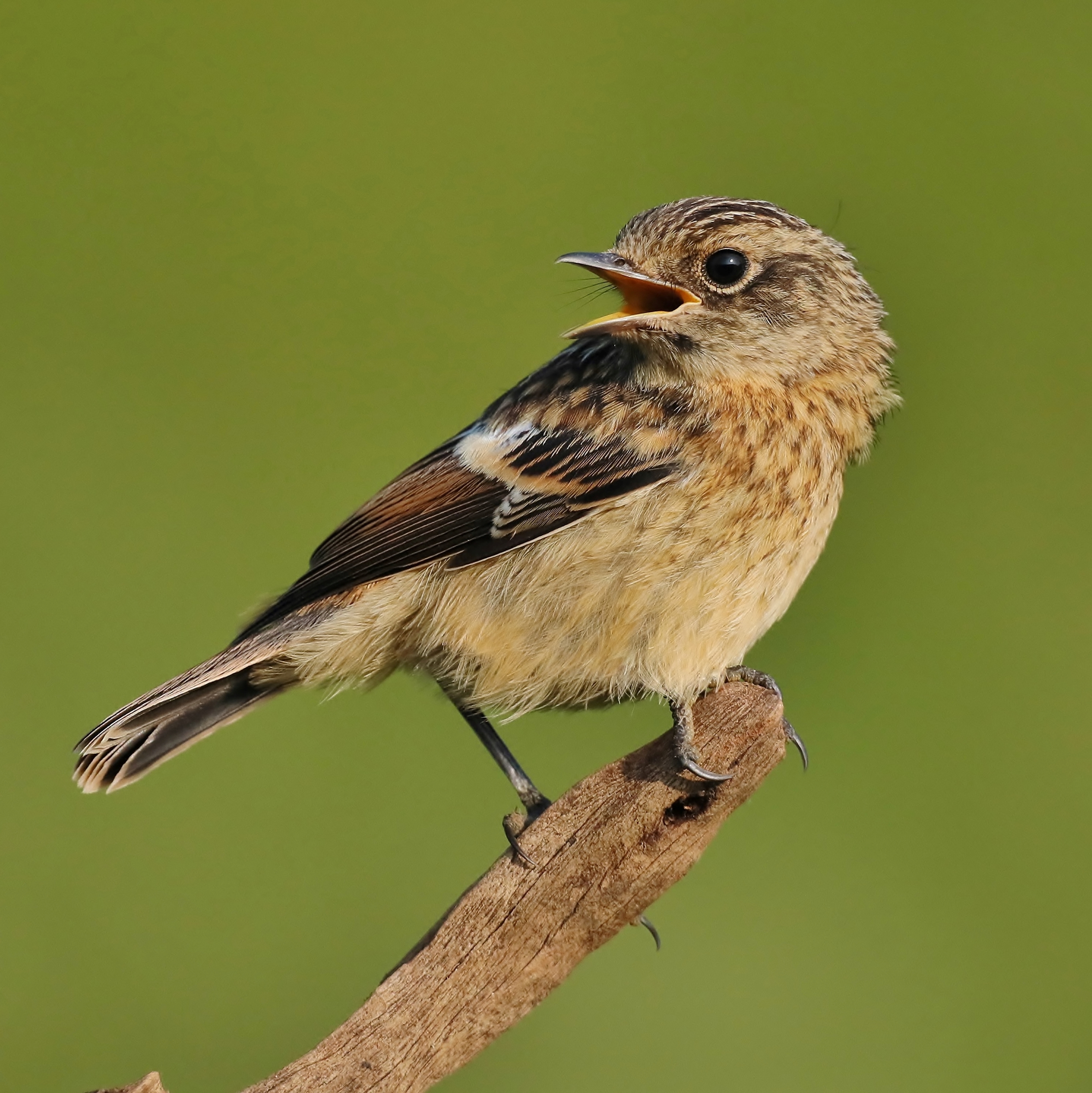 European Stonechat by Clive Daelman - BirdGuides