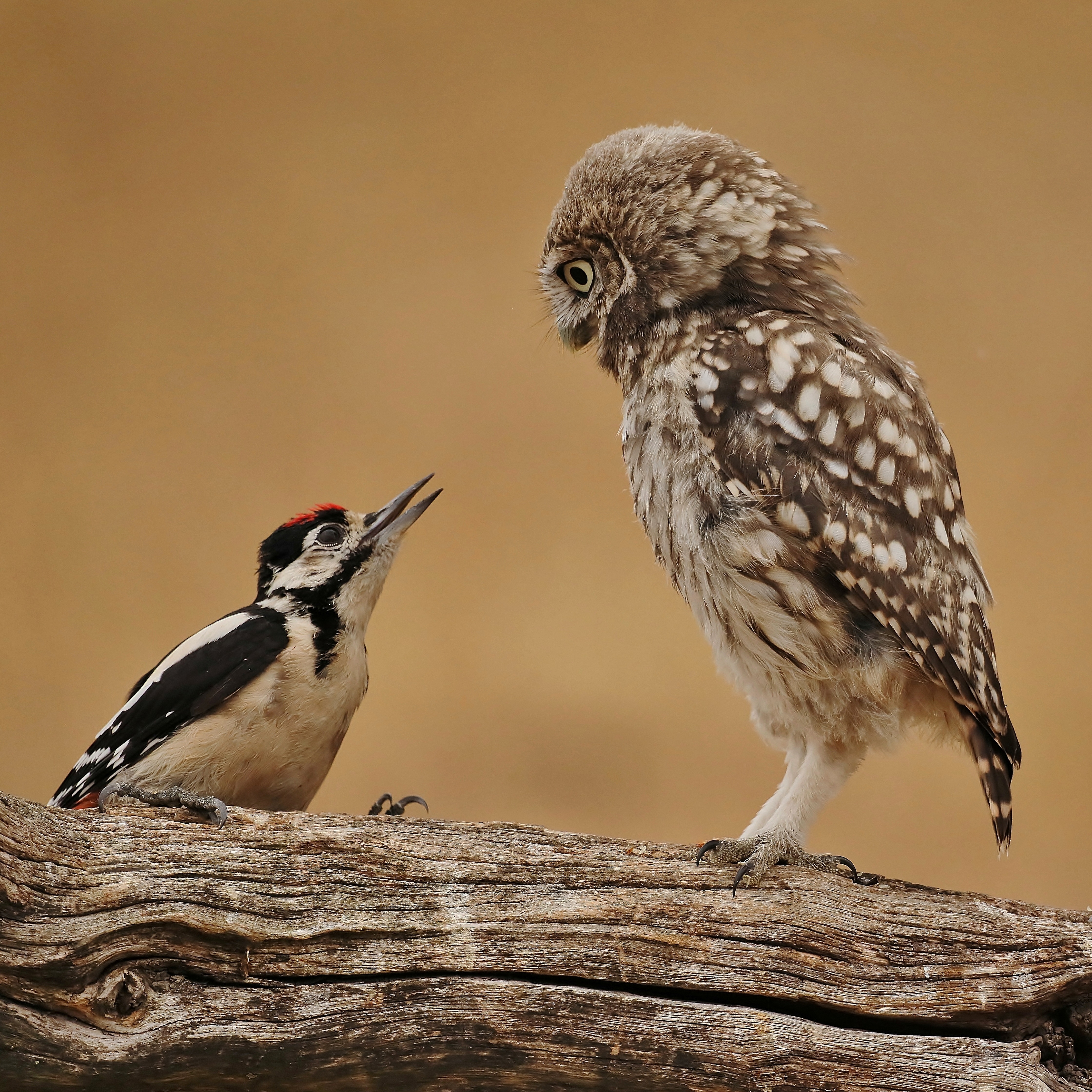 Photo of the Week: 14-20 July 2025 - BirdGuides