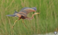 Details Purple Heron BirdGuides Details Purple Heron BirdGuides