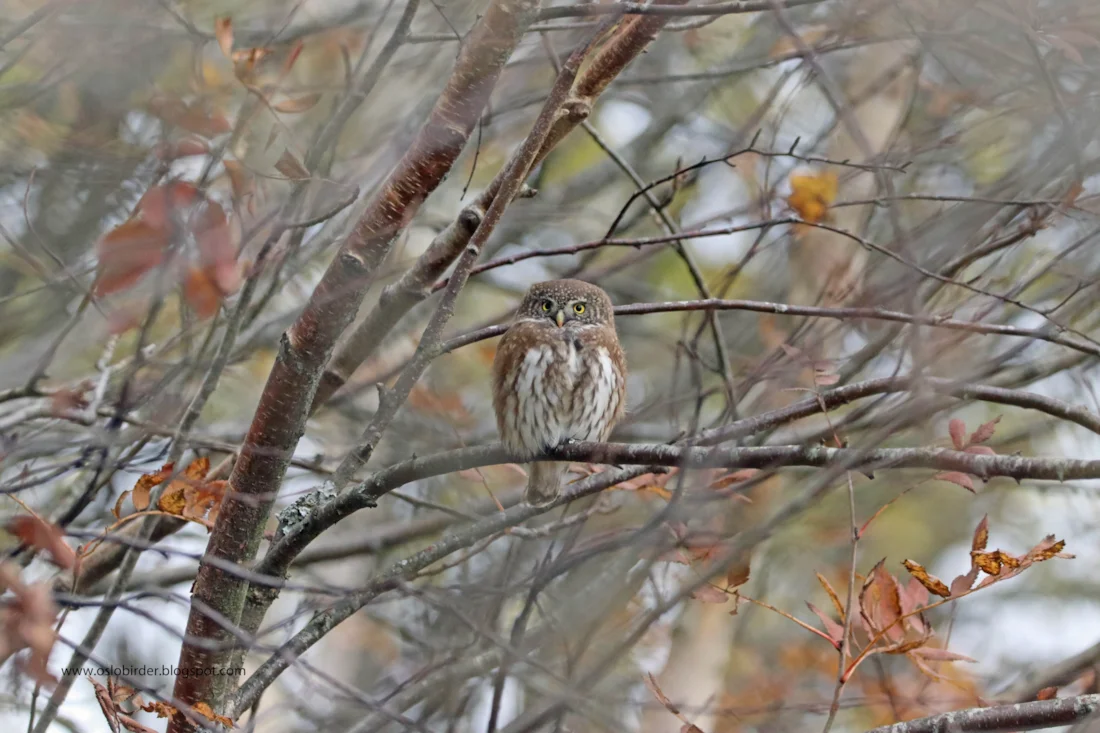 Eurasian Pygmy Owl by Simon Rix - BirdGuides