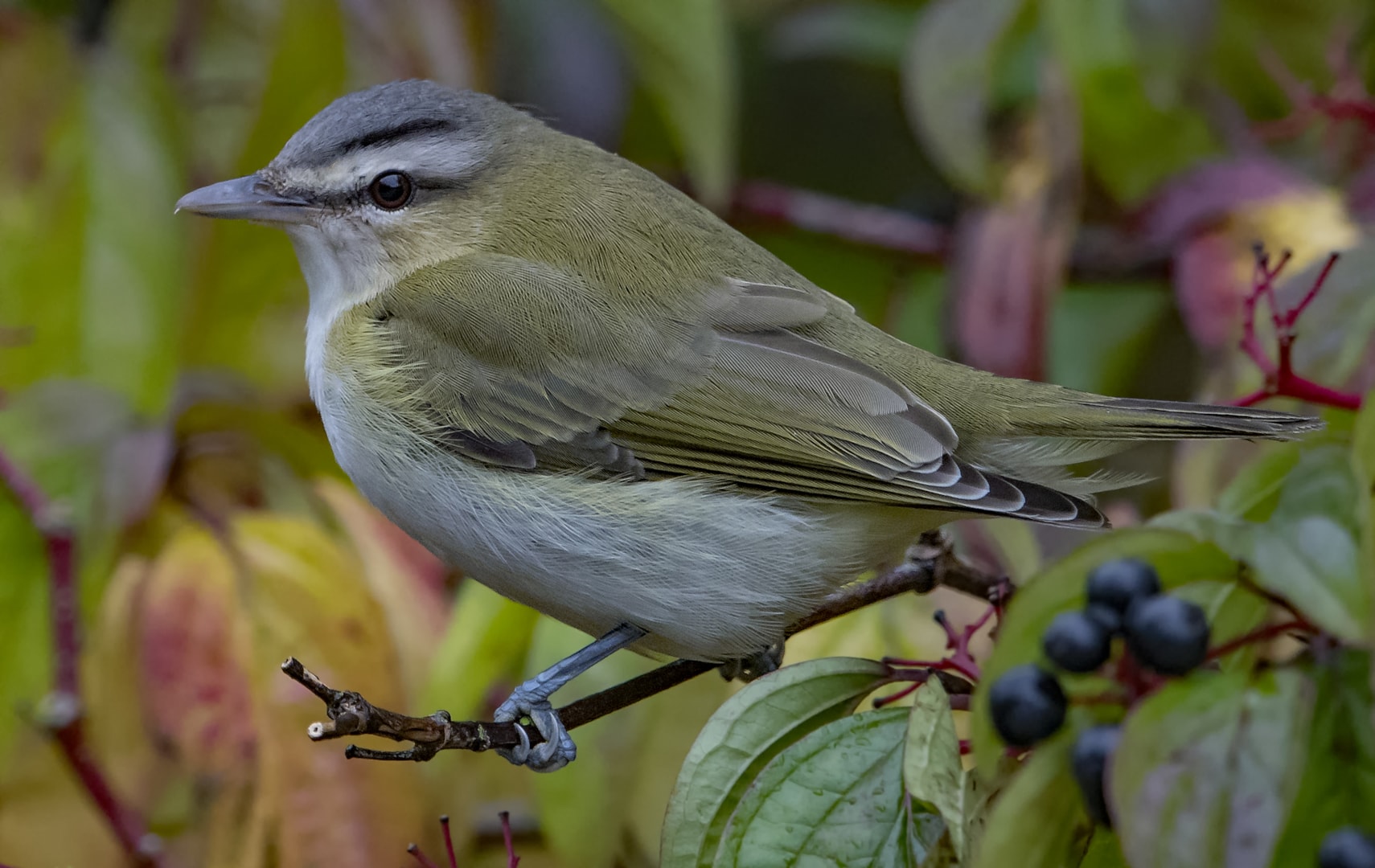 Redeyed Vireo by Martyn Jones BirdGuides