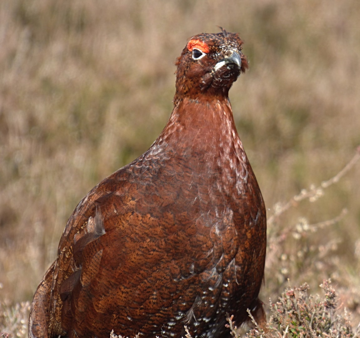 Red Grouse By Jarrow Birder BirdGuides