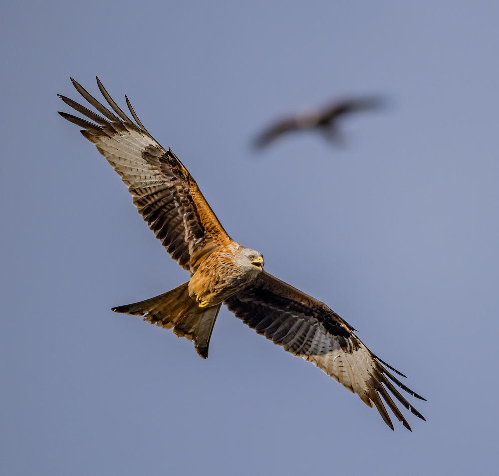 red kite uk red kite uk