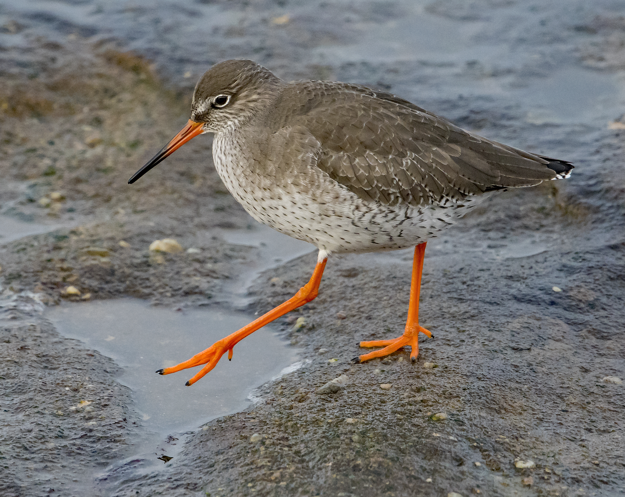 Details Common Redshank BirdGuides